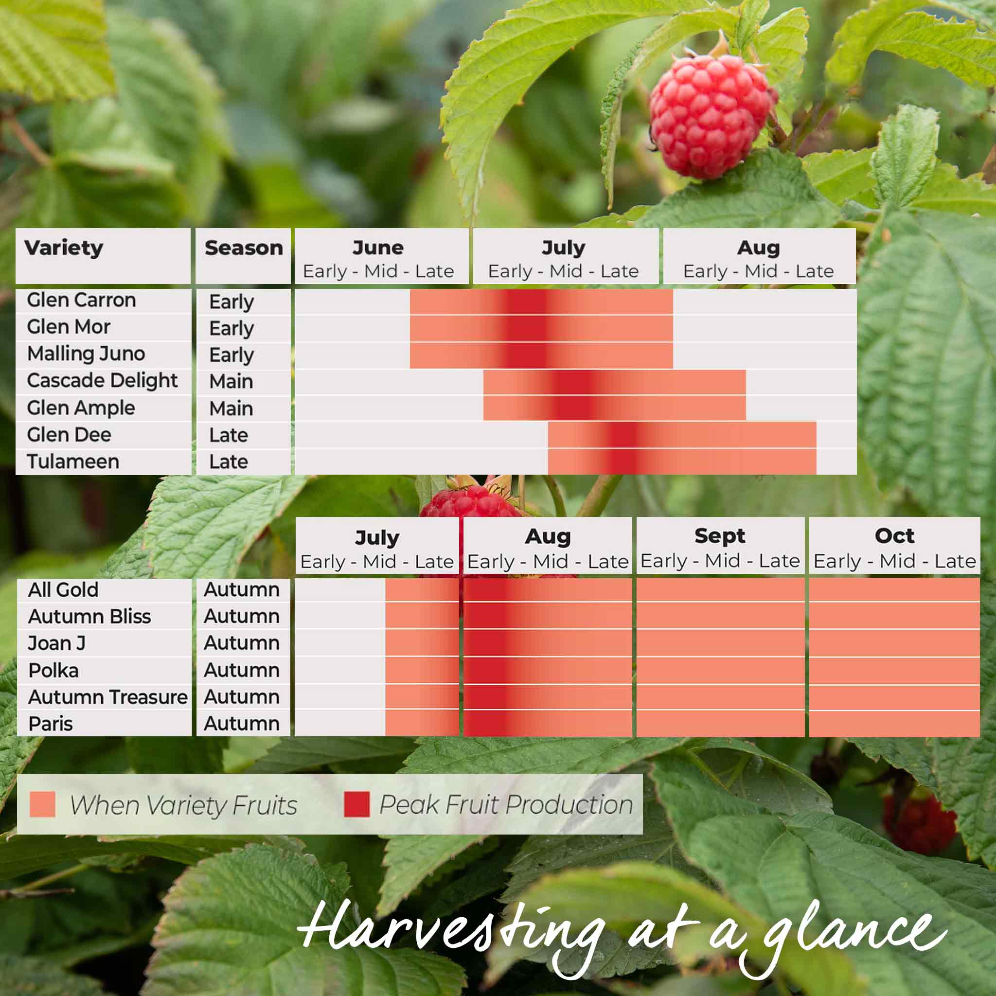 Raspberry 'Paris' - Image 3