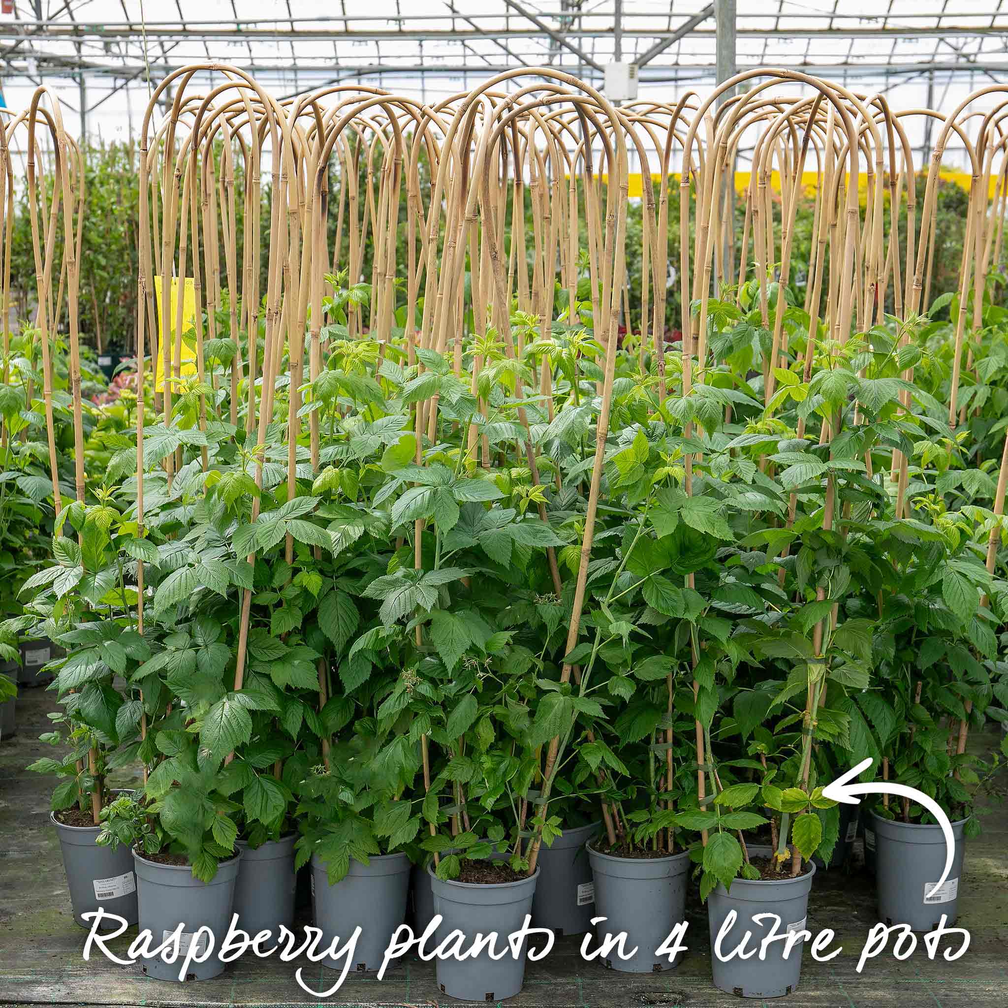 Raspberry 'Paris' - Image 6