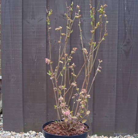Raspberry Duo Pack - Image 3