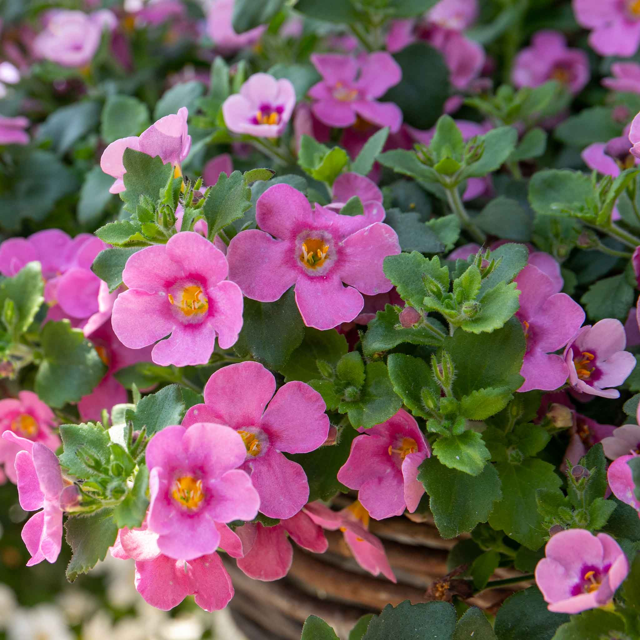 Rattan Round Hanging Basket - Image 7