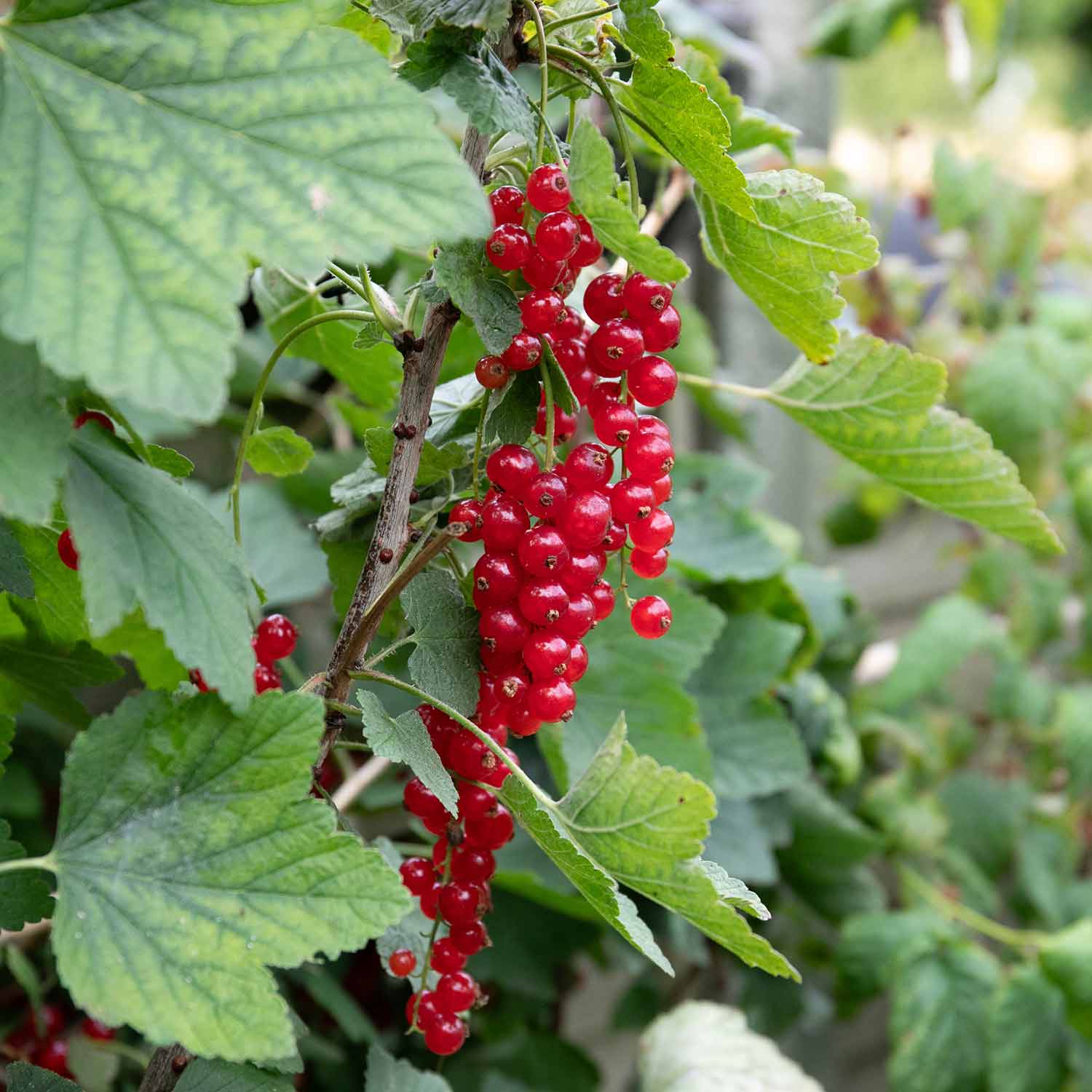 Redcurrant 'Jonkheer van Tets' - Image 5