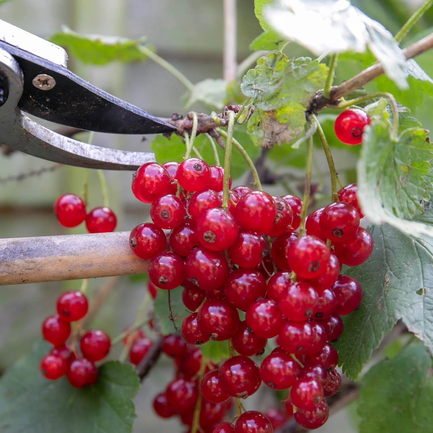 Redcurrant 'Rovada' - Image 3