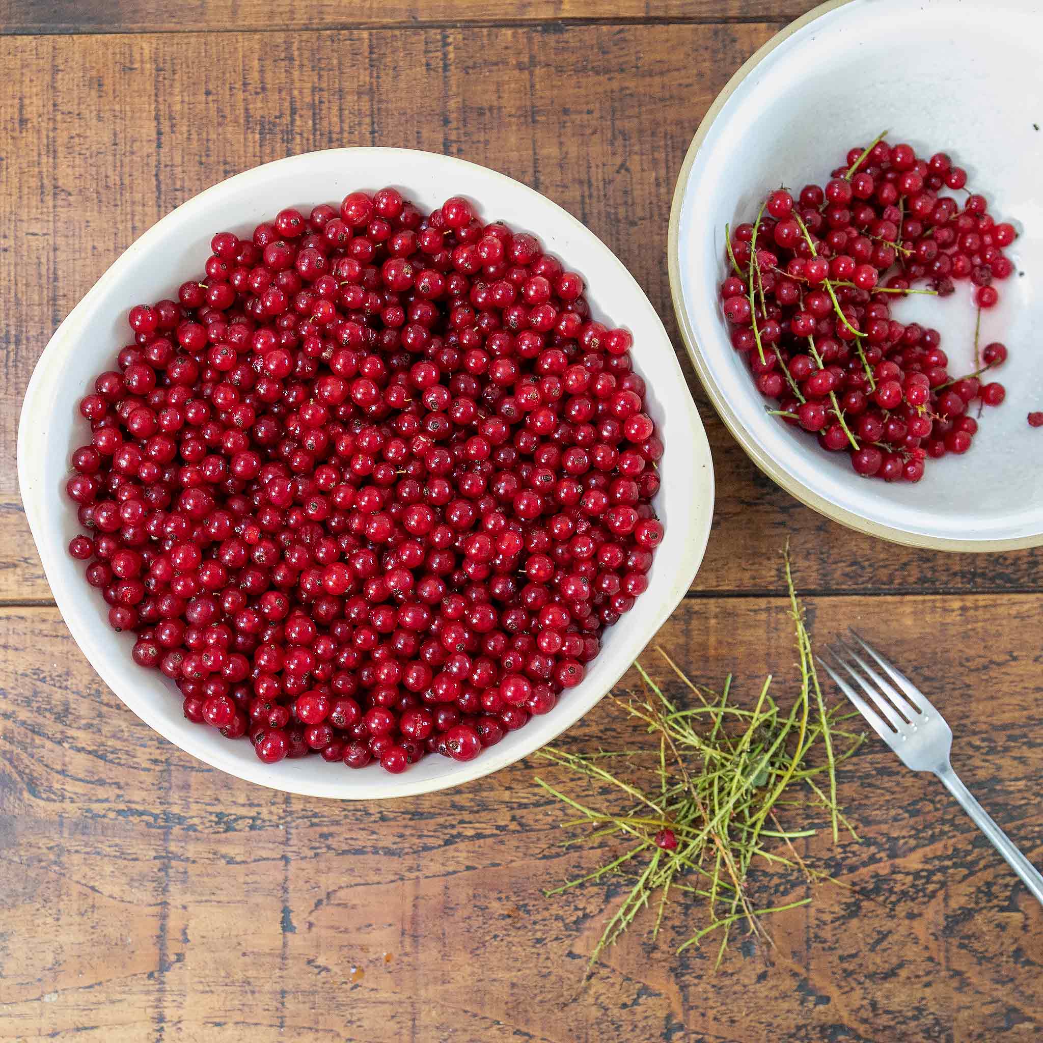 Redcurrant 'Rovada' - Image 4