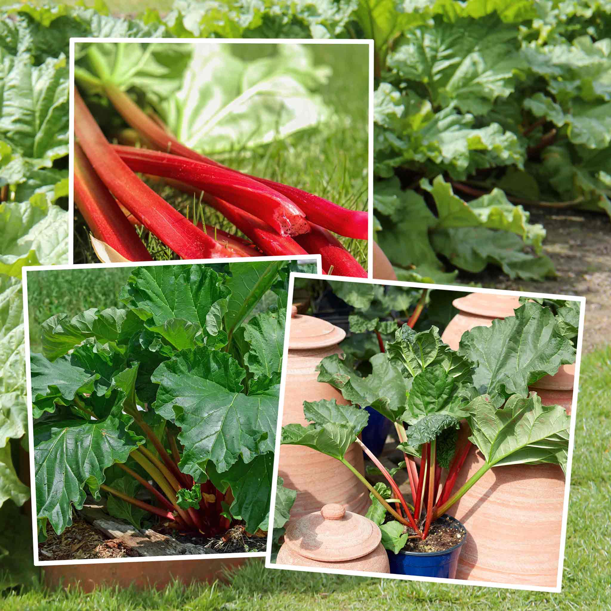 Rhubarb Collection