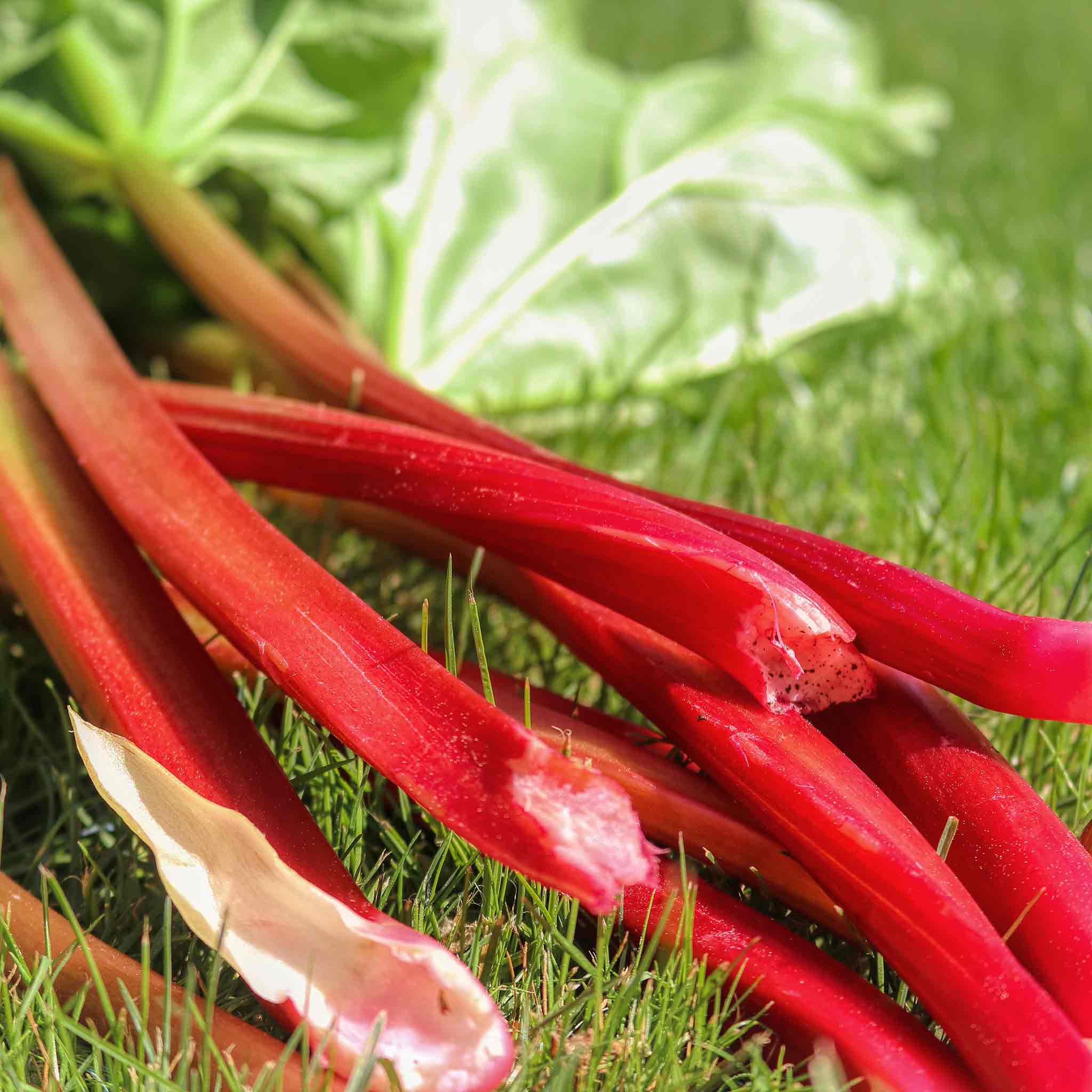 Rhubarb Collection - Image 6