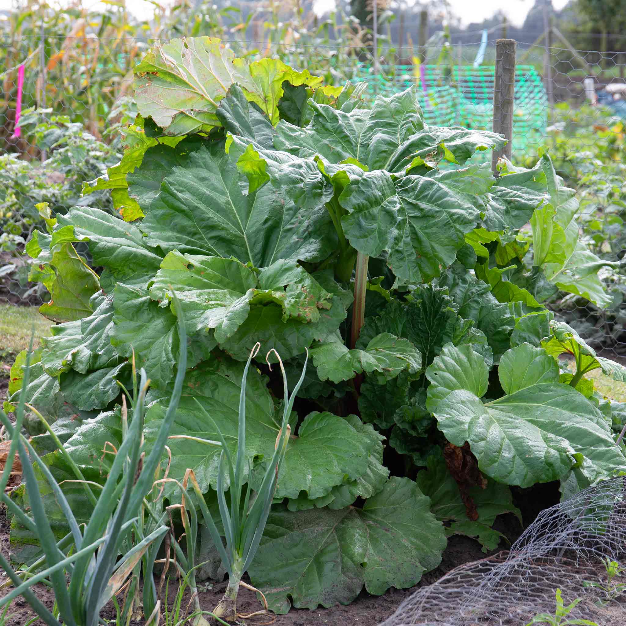 Rhubarb 'Goliath'