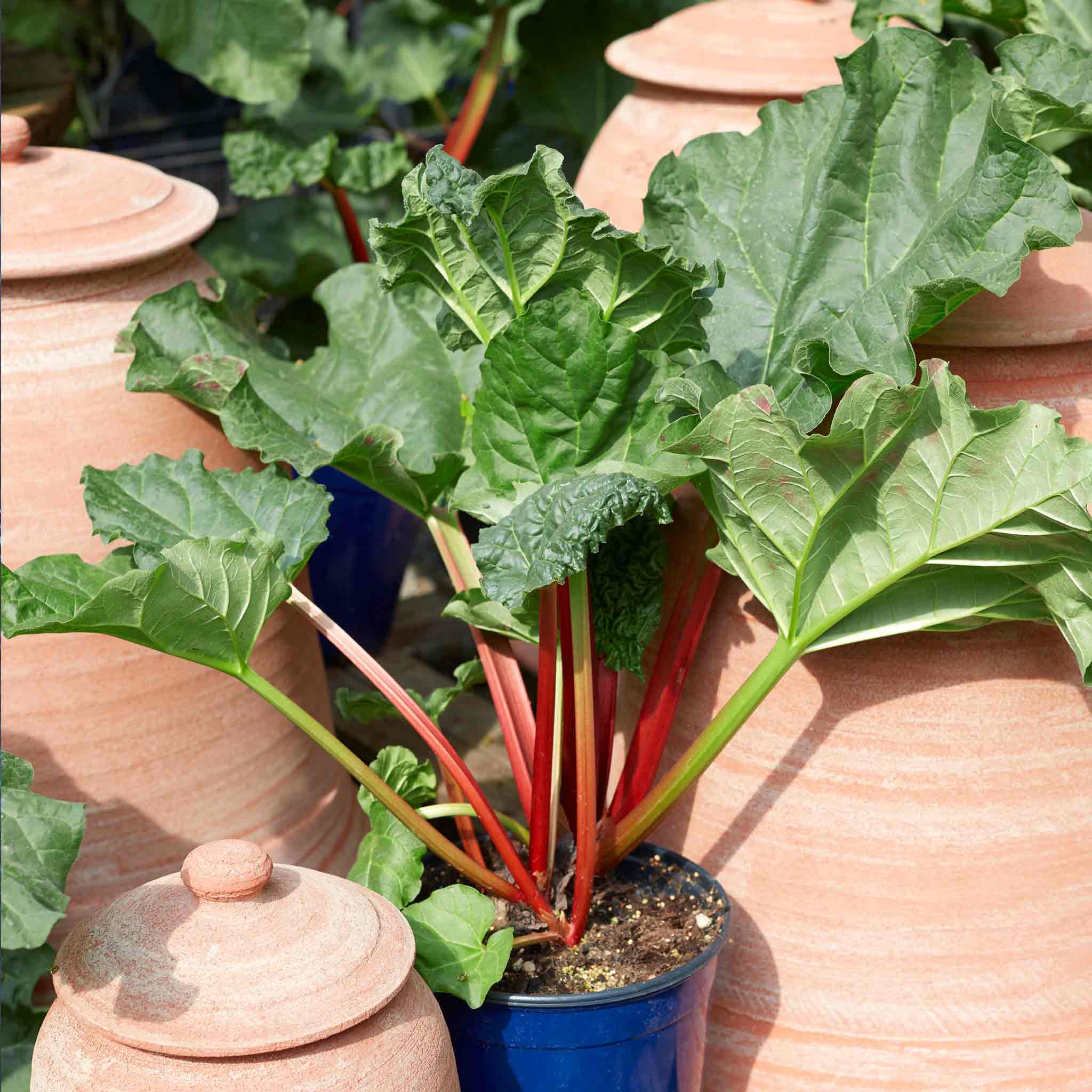Rhubarb 'Timperley Early'