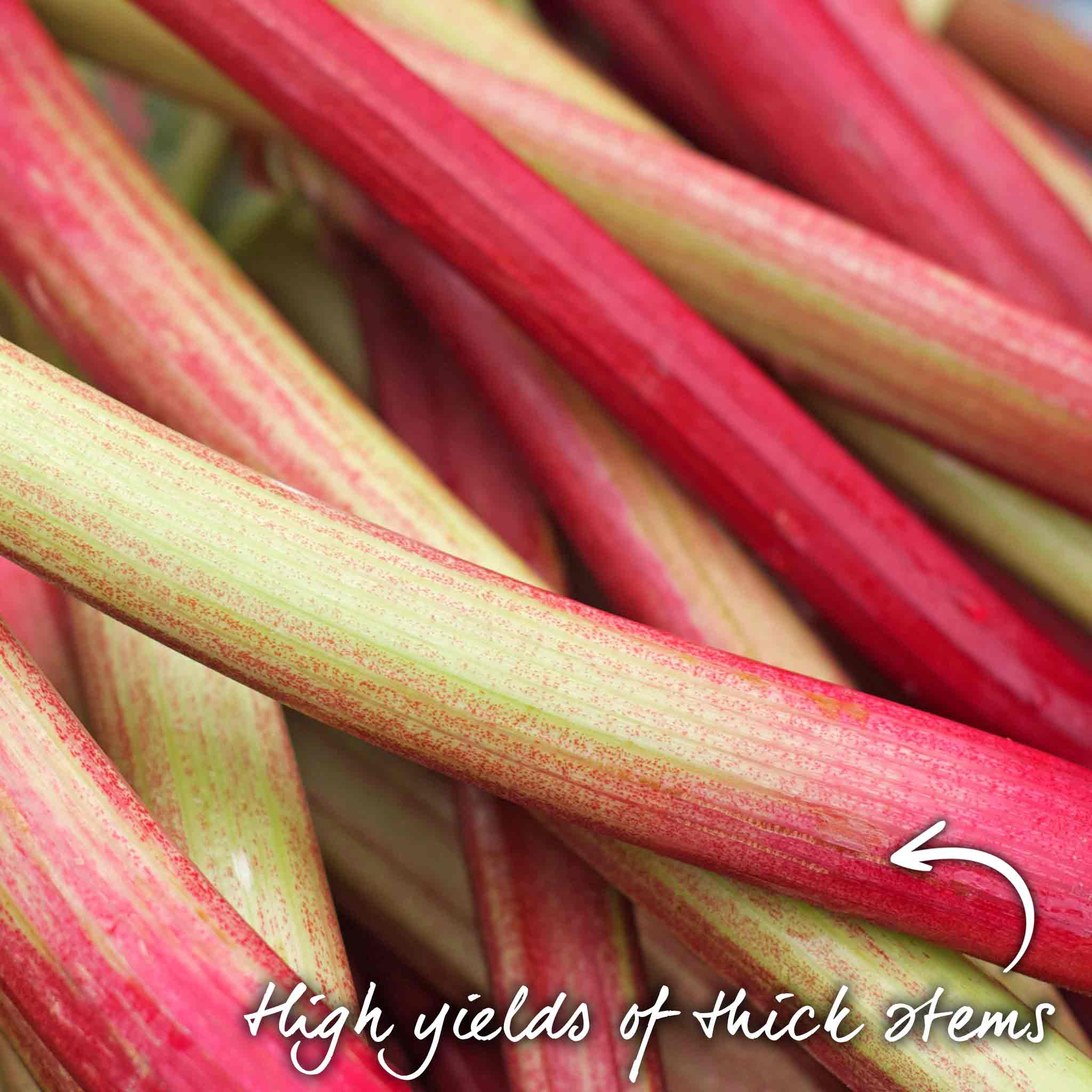 Rhubarb 'Victoria' - Image 3