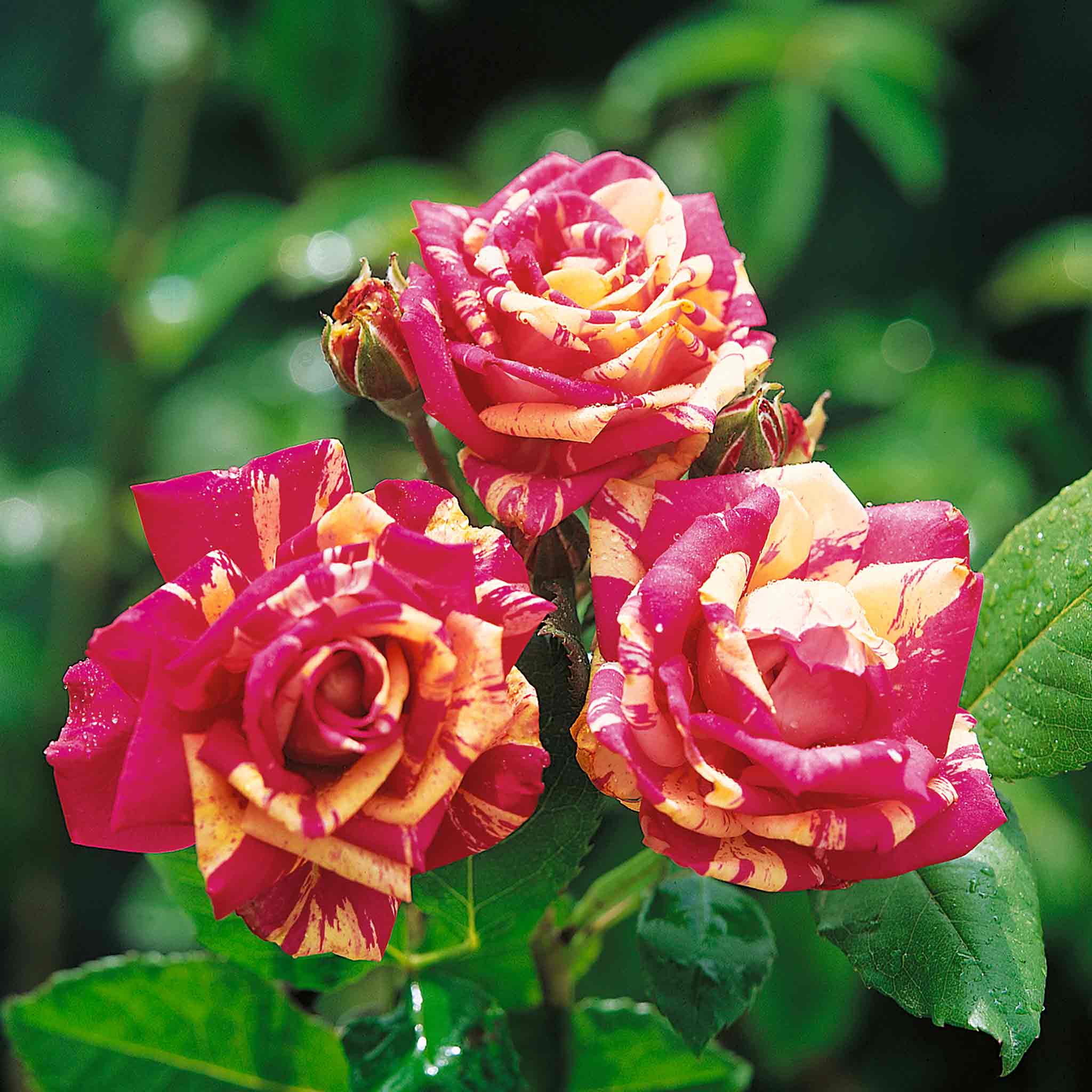 Rose ‘Abracadabra’ (Floribunda Rose) - Image 3