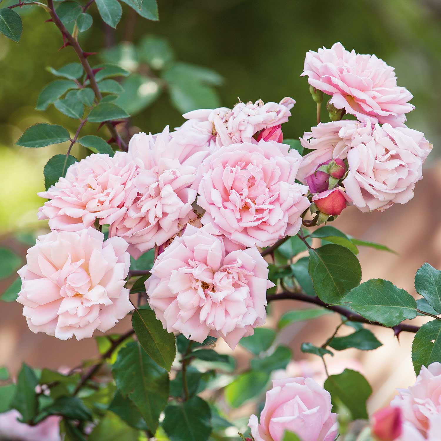 Rose ‘Albertine’ (Rambling Rose) - Image 4