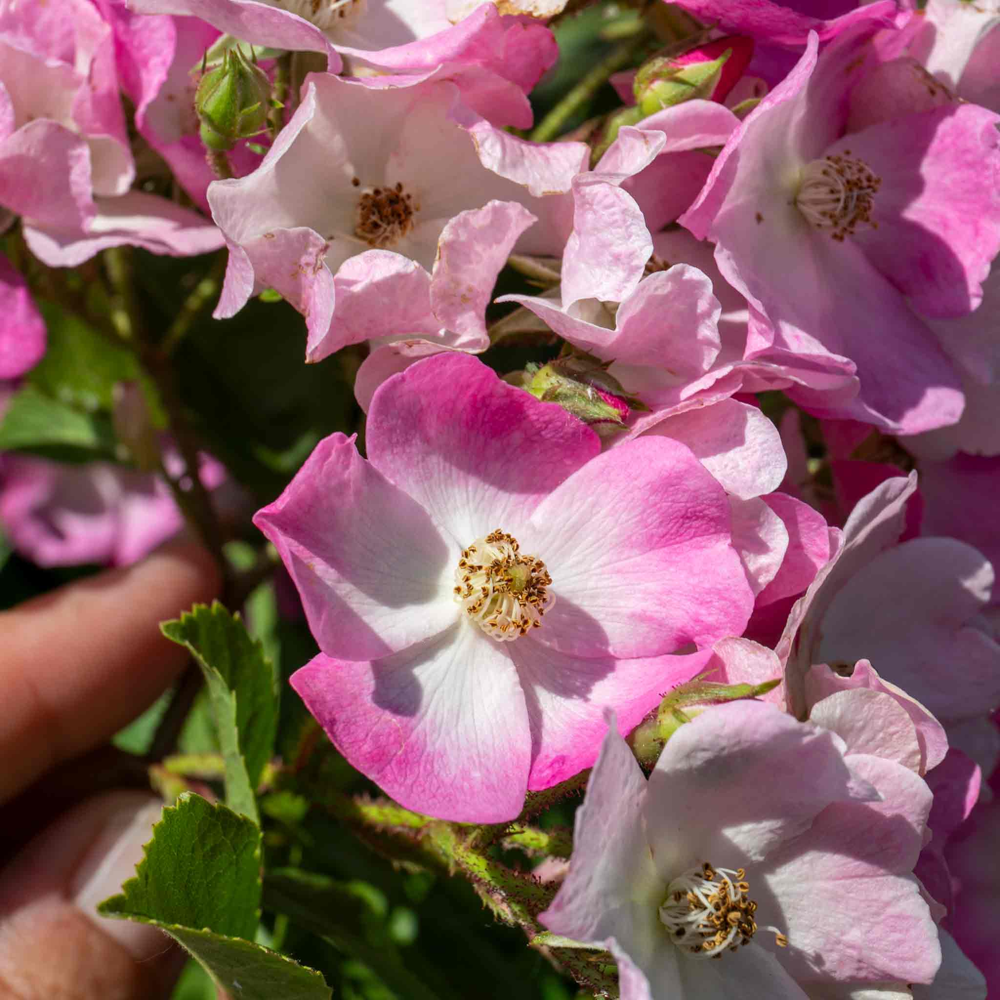Rose ‘Ballerina’ (Shrub Rose) - Image 8