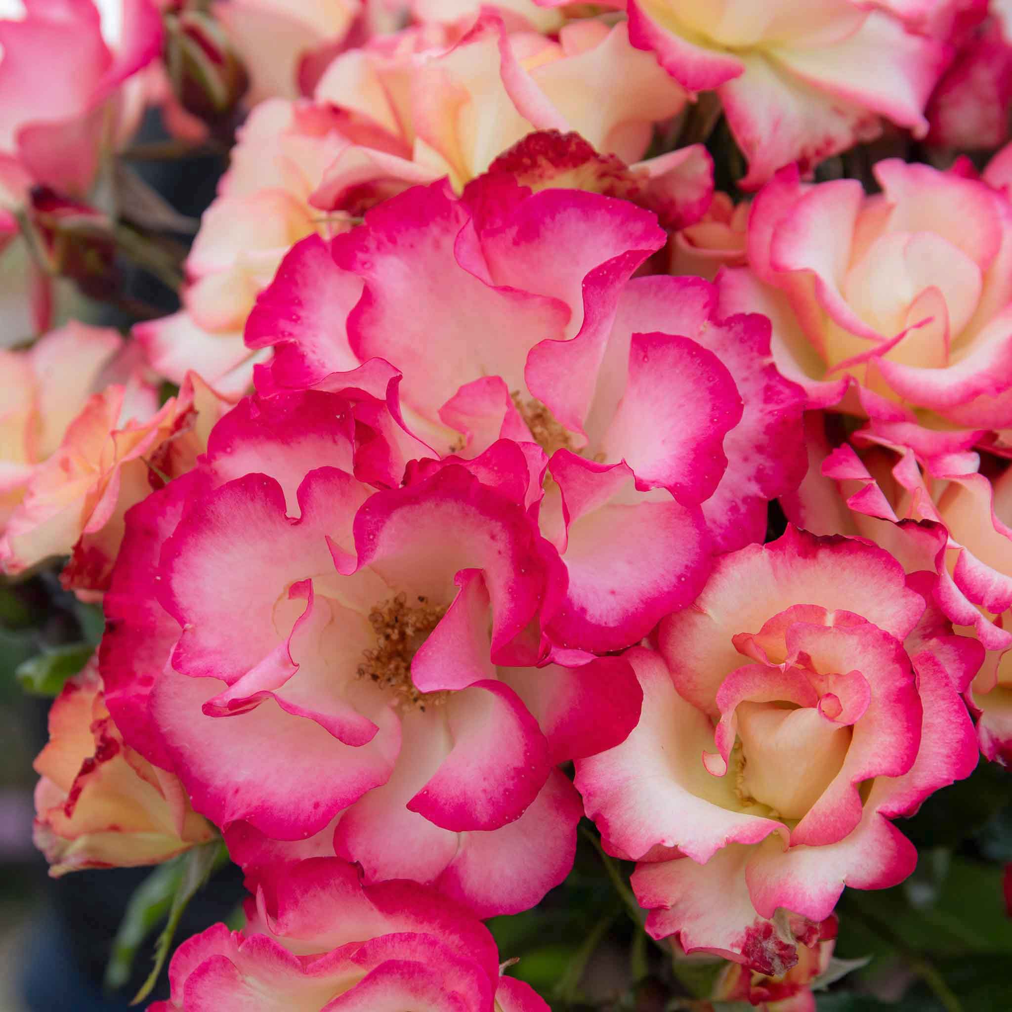 Rose ‘Birthday Girl’ (Floribunda Rose) - Image 10