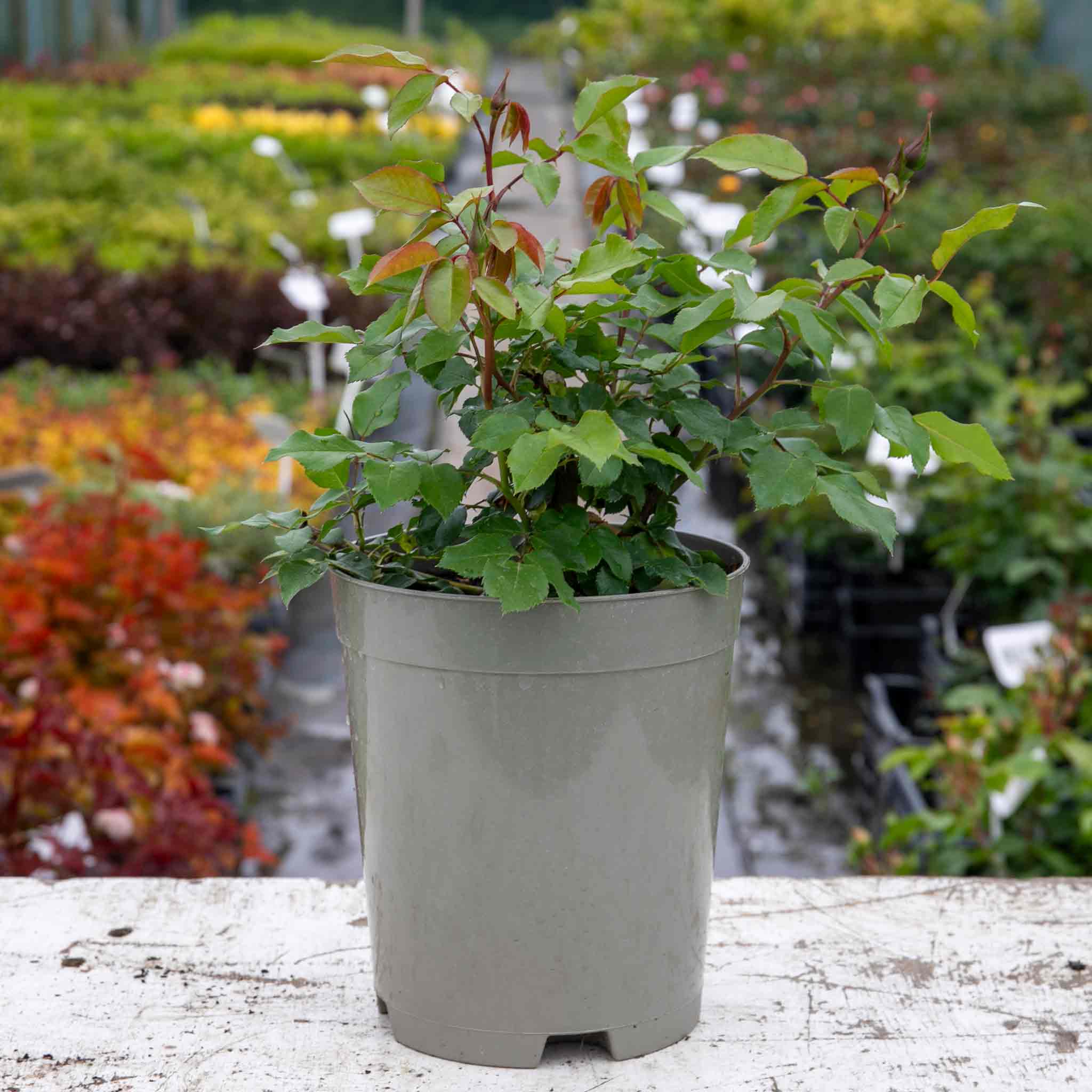 Rose ‘Birthday Girl’ (Floribunda Rose) - Image 12