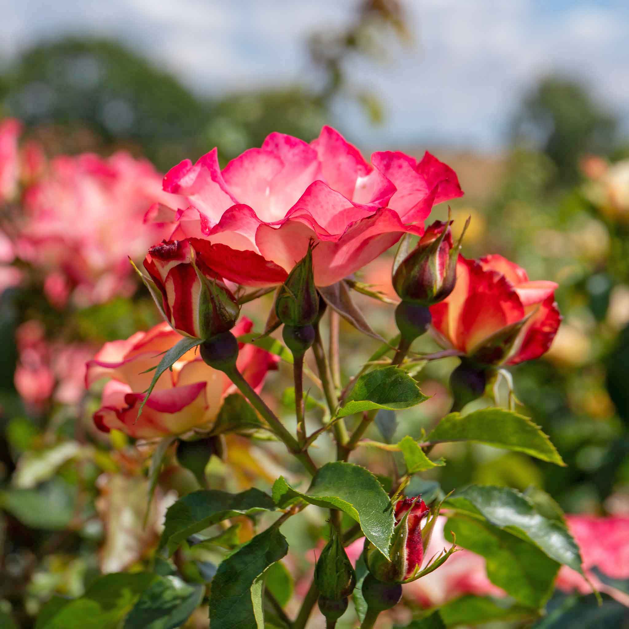 Rose ‘Birthday Girl’ (Floribunda Rose) - Image 6