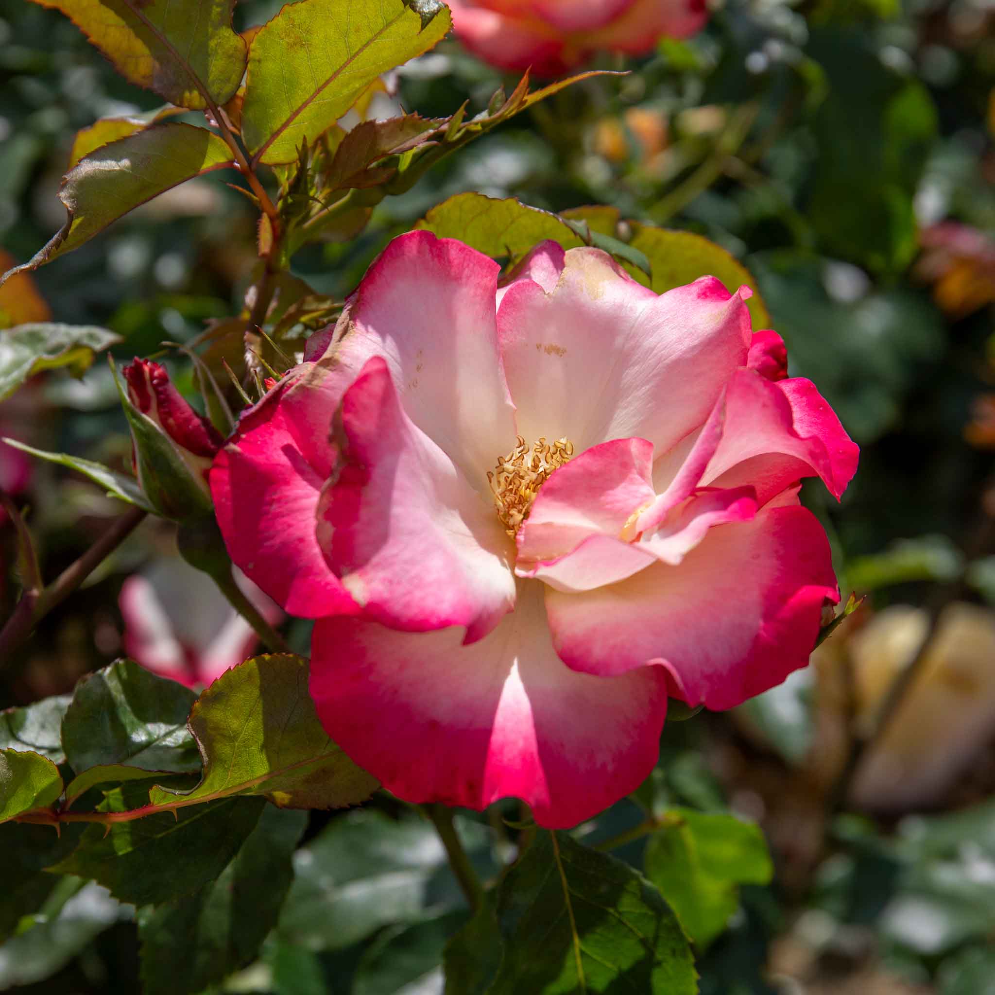 Rose ‘Birthday Girl’ (Floribunda Rose) - Image 8