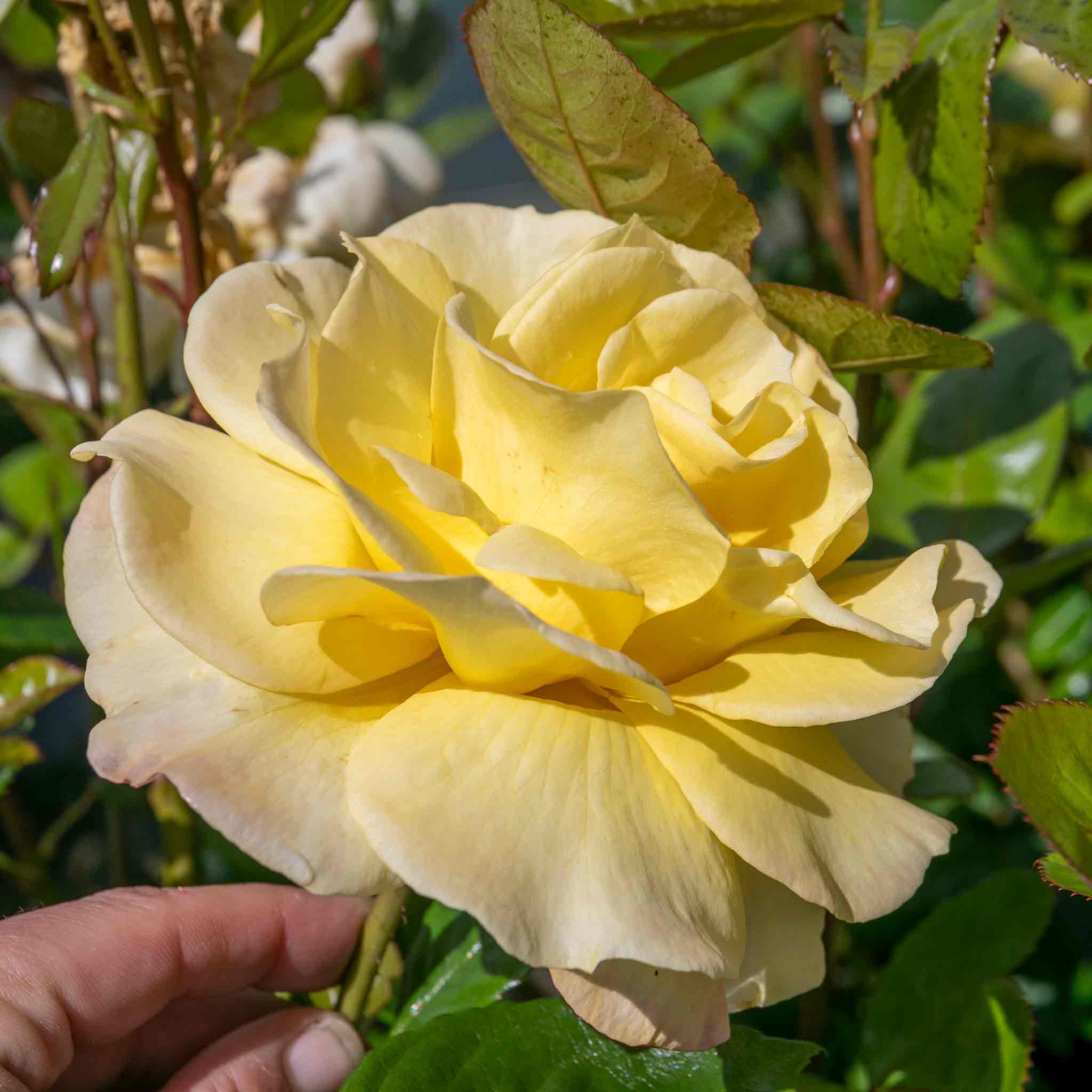 Rose ‘Arthur Bell’ (Floribunda Rose) - Image 4