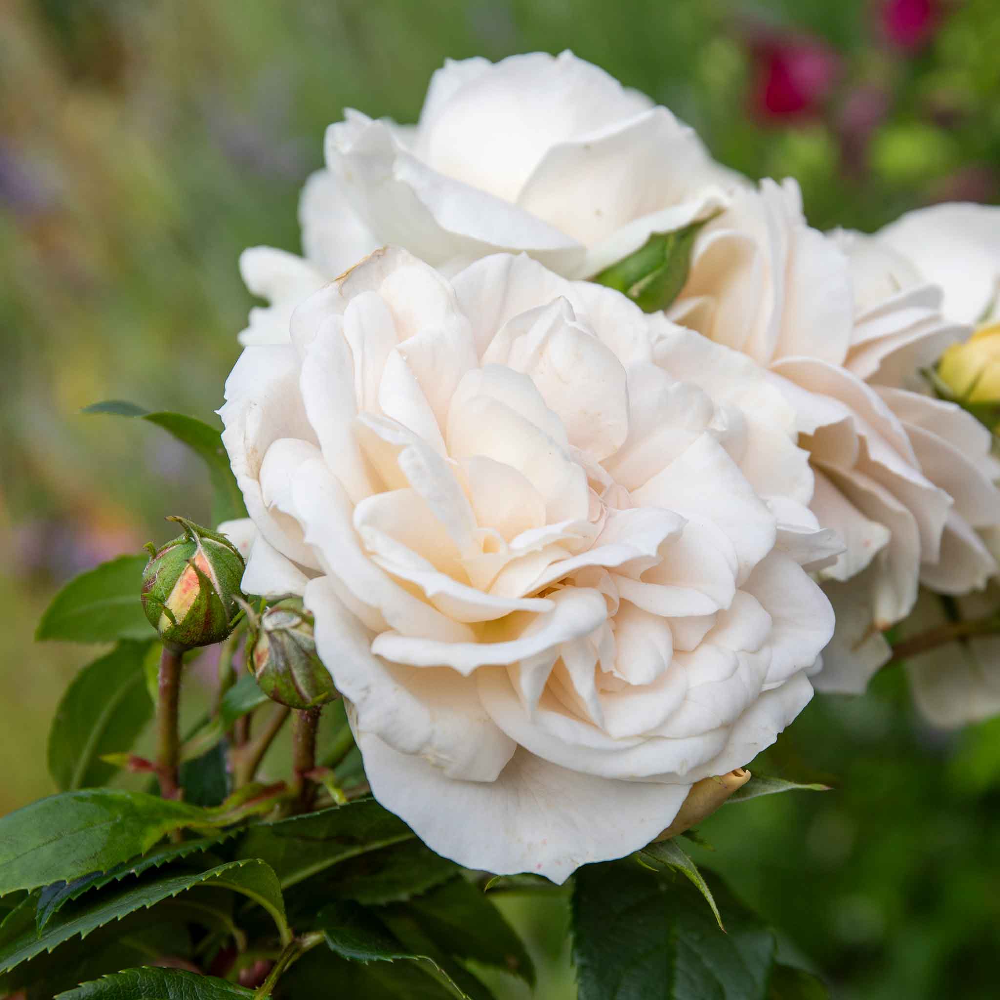 Rose ‘Champagne Moment’ (Floribunda Rose) - Image 11