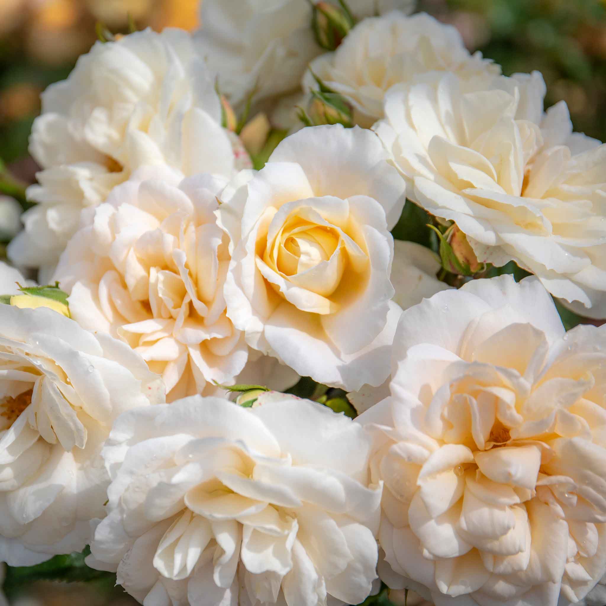 Rose ‘Champagne Moment’ (Floribunda Rose) - Image 3