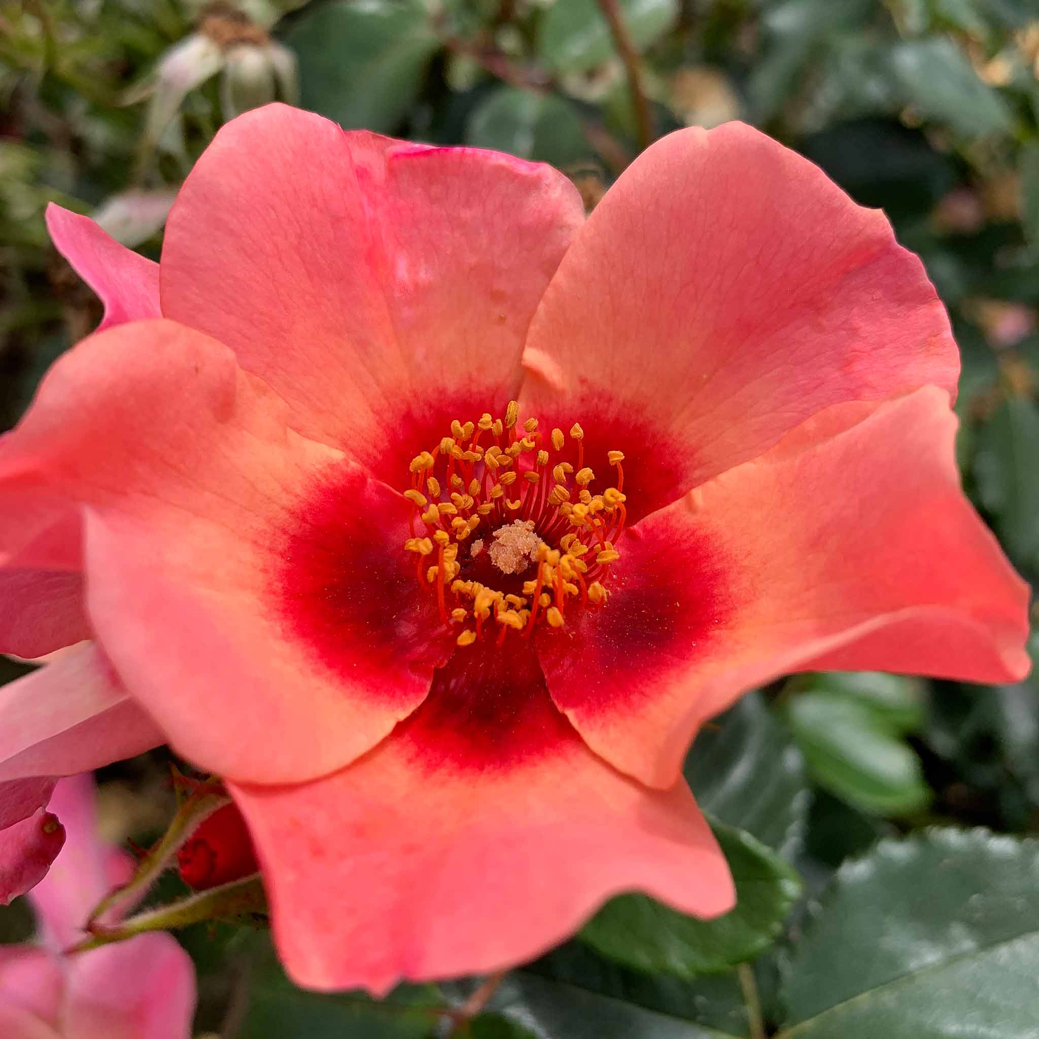 Rose ‘For Your Eyes Only’ ROTY 2015 (Floribunda Rose) - Image 2