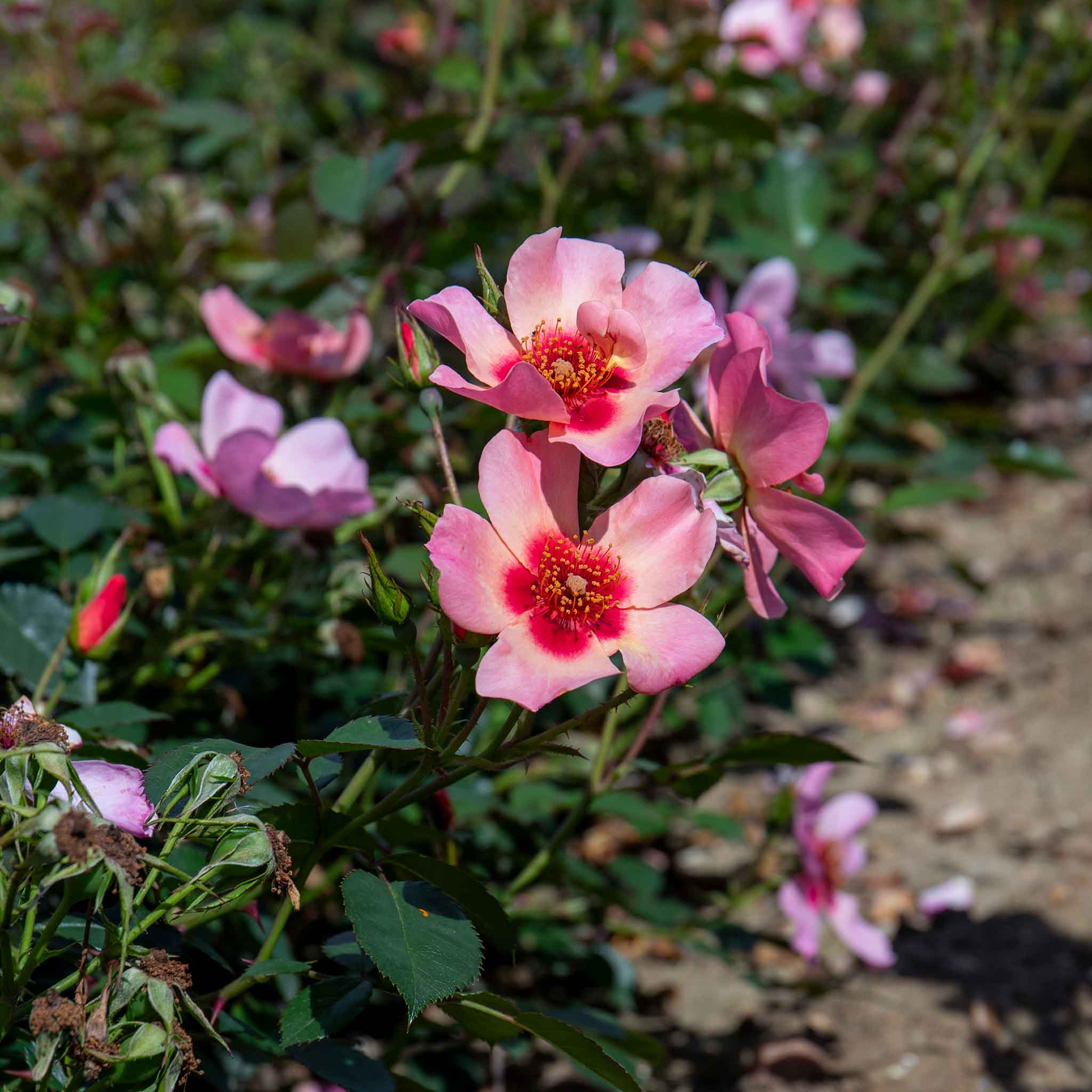 Rose ‘For Your Eyes Only’ ROTY 2015 (Floribunda Rose) - Image 6