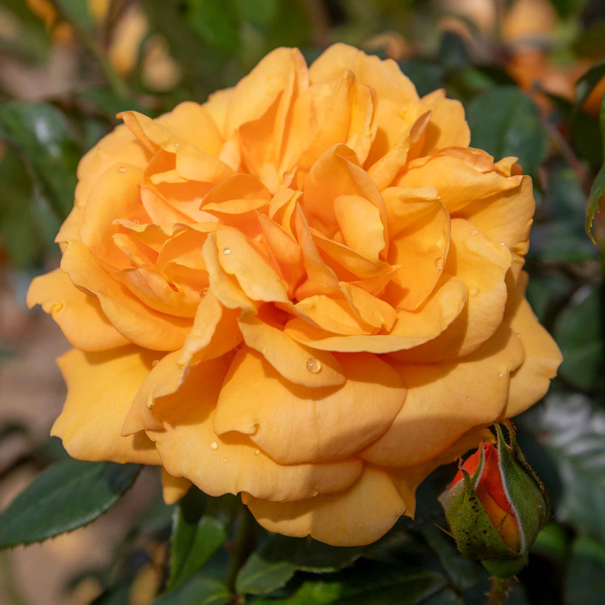 Rose ‘Golden Beauty’ (Floribunda Rose) - Image 11