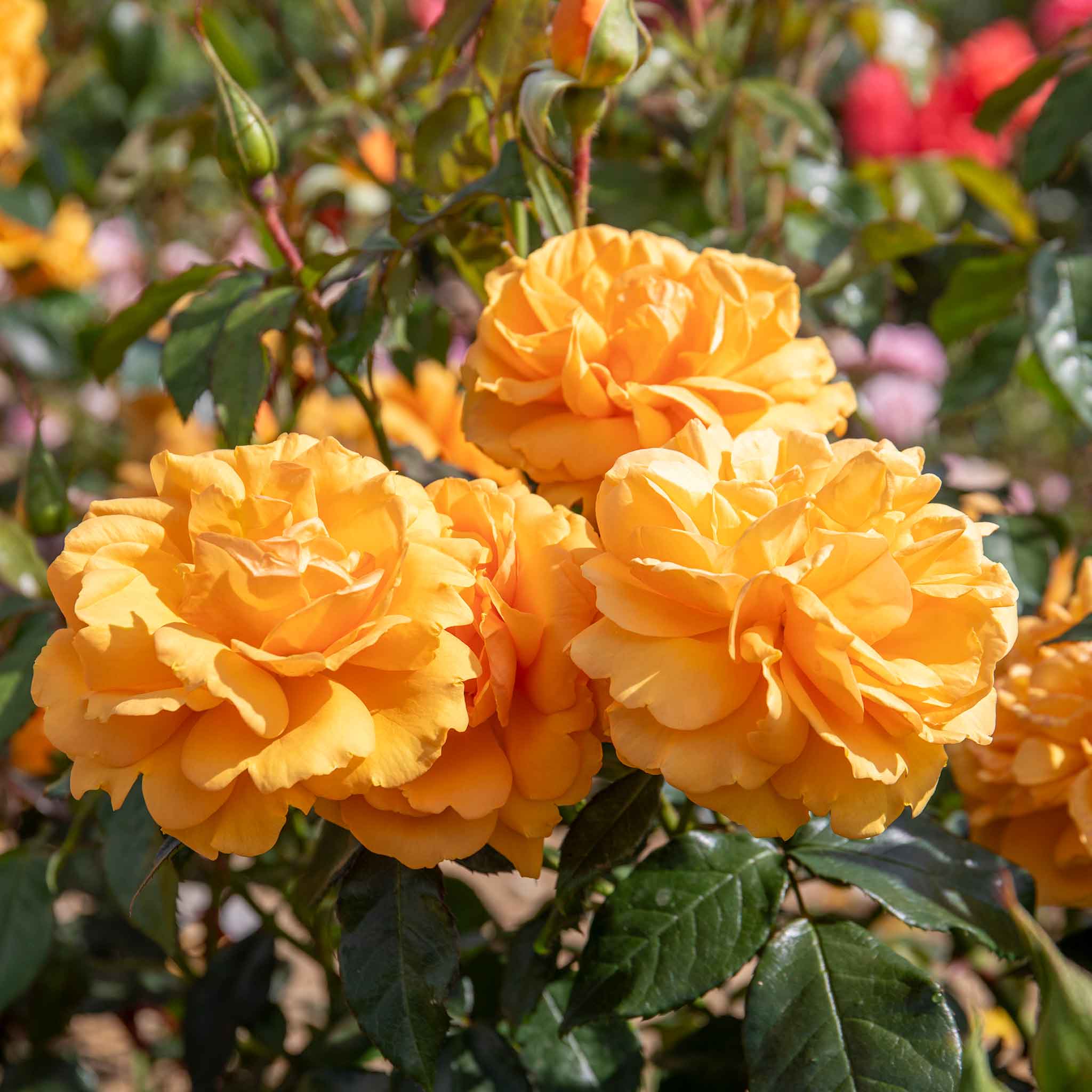 Rose ‘Golden Beauty’ (Floribunda Rose) - Image 3