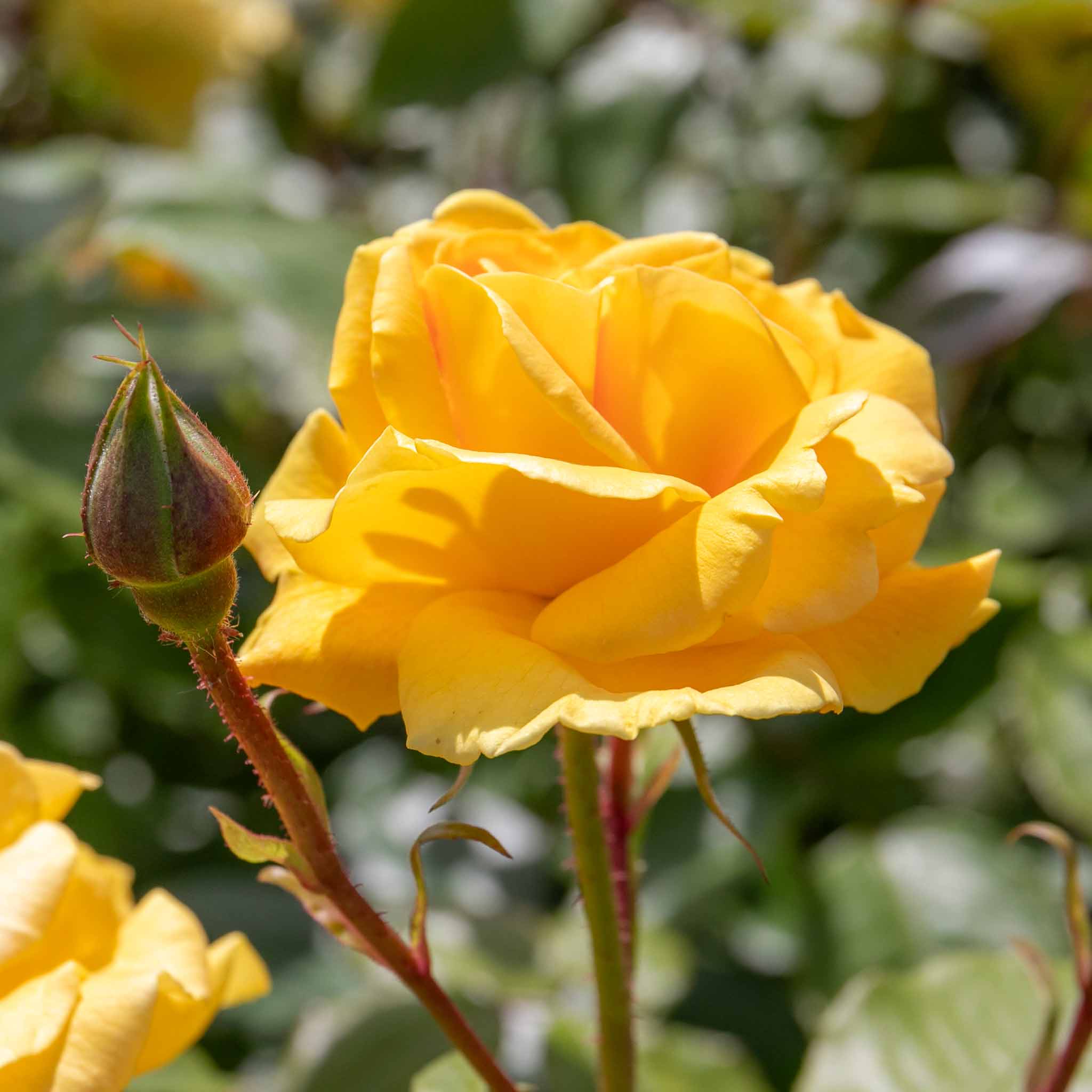 Rose ‘Precious Gold’ (Floribunda Rose) - Image 8