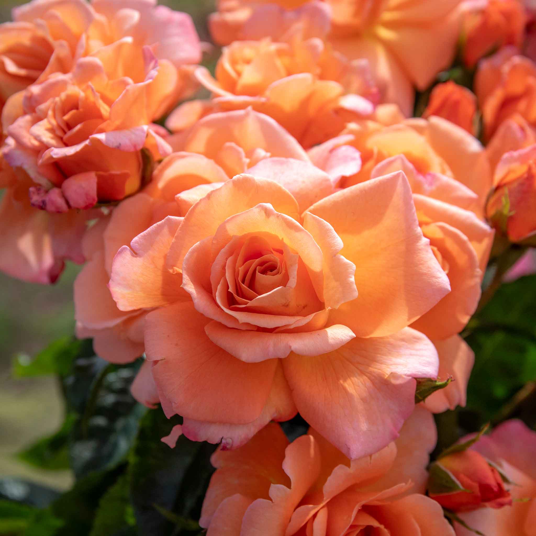 Rose ‘Scent from Heaven’ ROTY 2017 (Climbing Rose) - Image 2