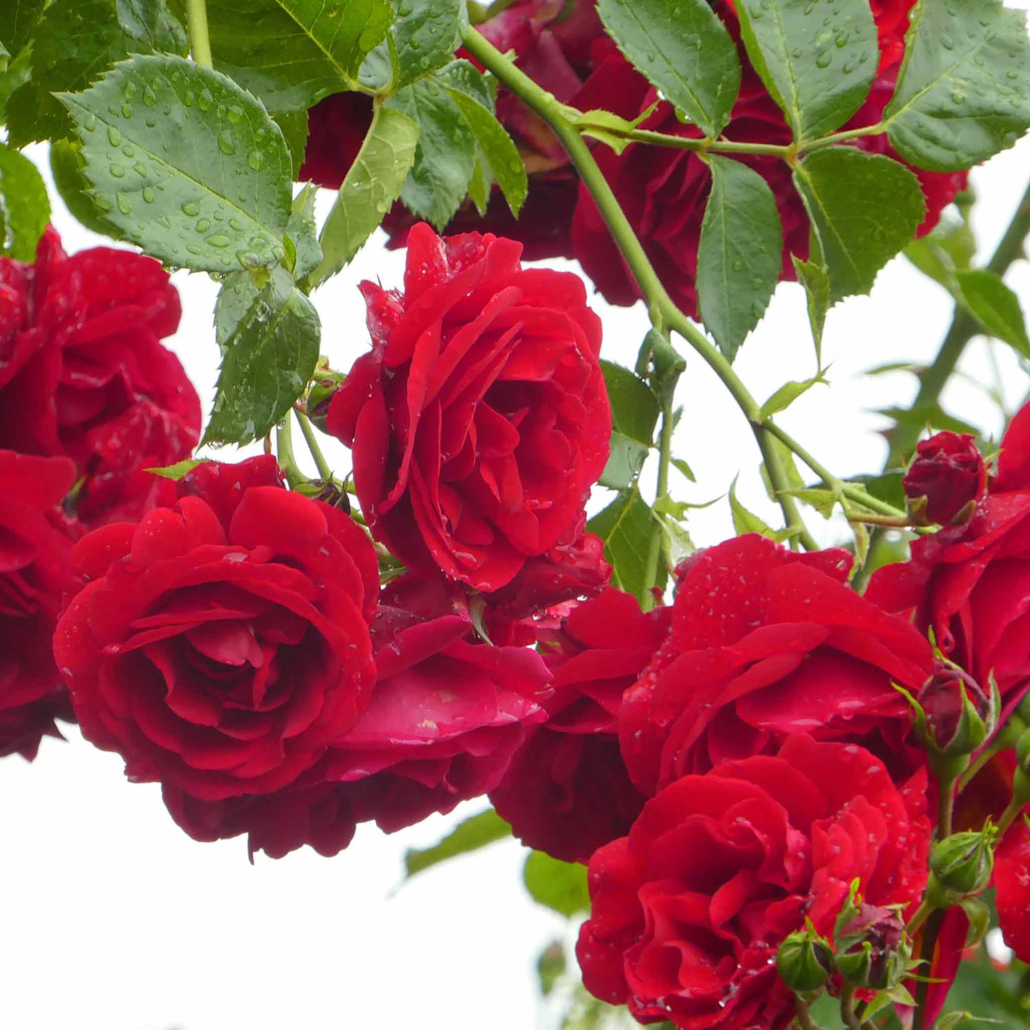 Rose Paul’s Scarlet (Climbing Rose) - Image 3