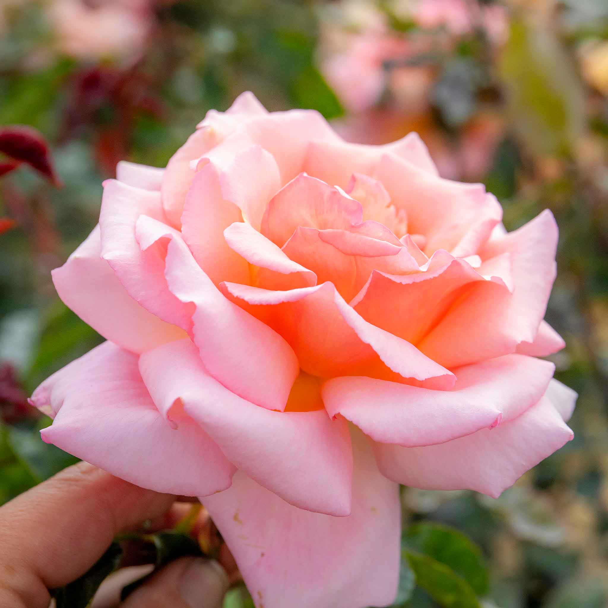 Rose ‘Compassion’ (Climbing Rose) - Image 3