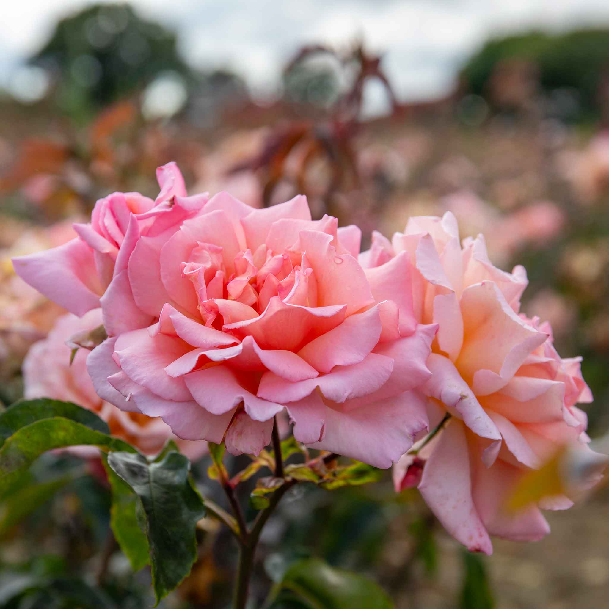 Rose ‘Compassion’ (Climbing Rose) - Image 6