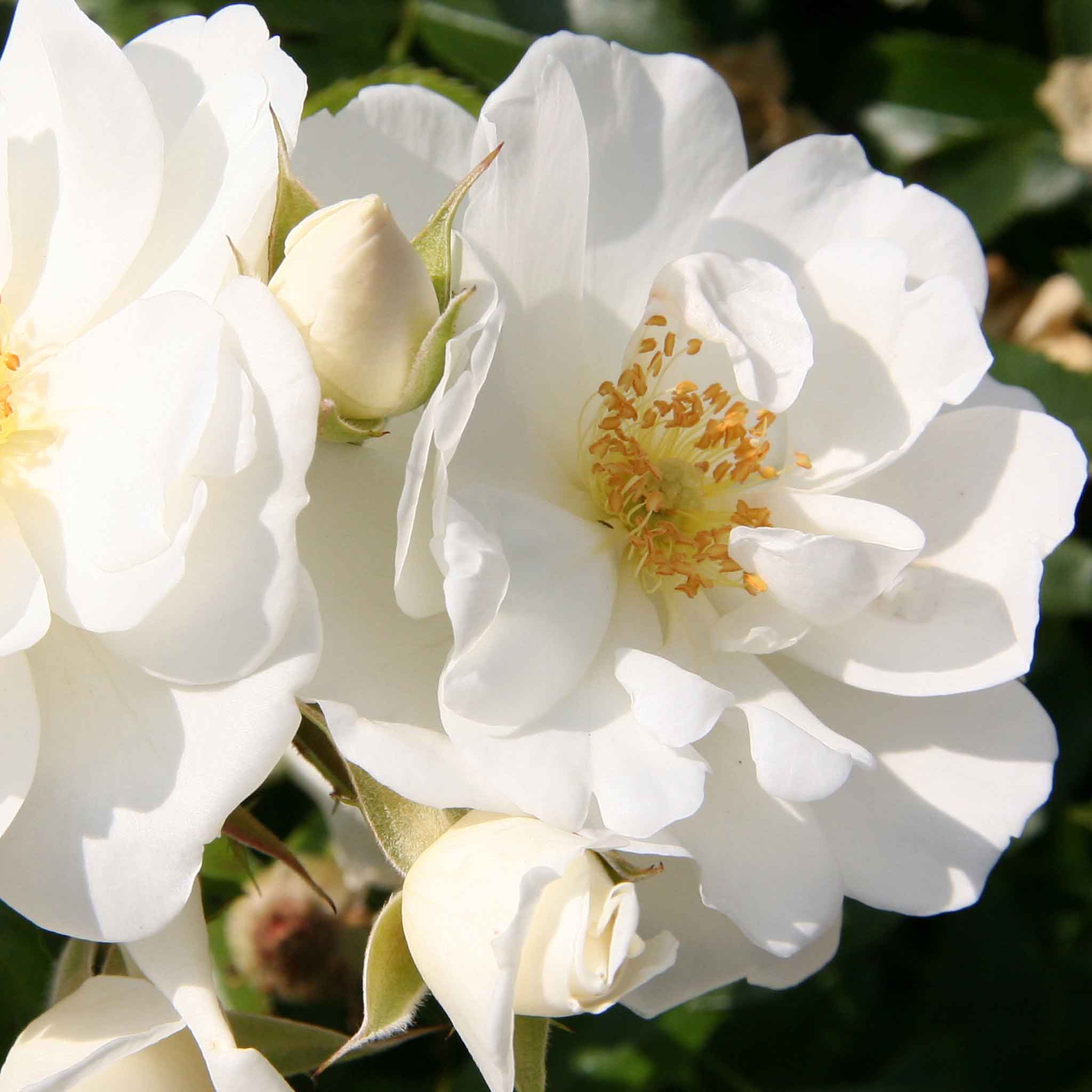 Rose 'Flower Carpet White' - Image 3