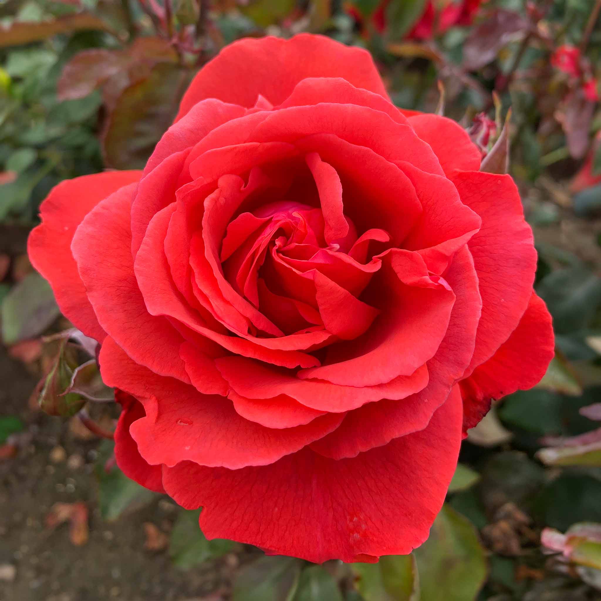 Rose ‘Fragrant Cloud’ (Hybrid Tea Rose)