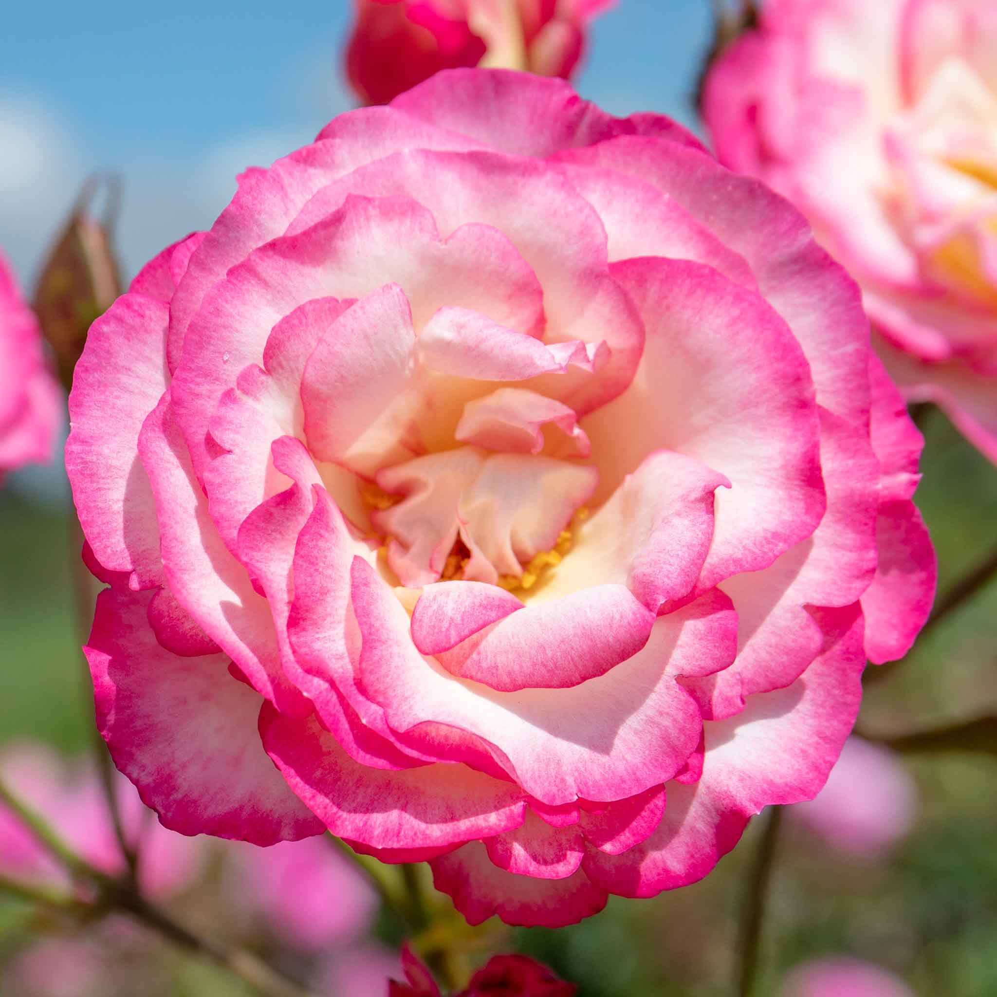 Rose ‘Handel’ (Climbing Rose) - Image 10