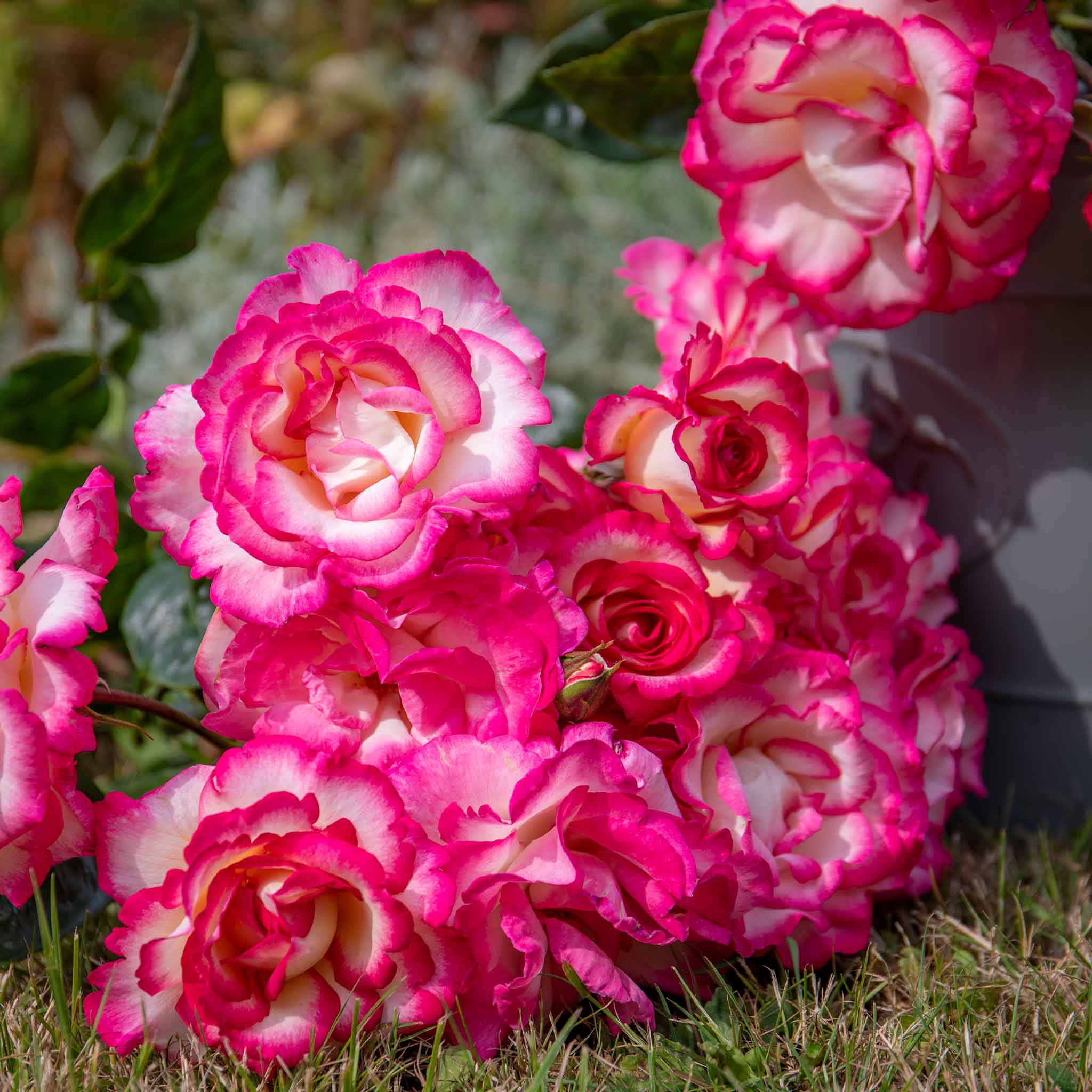 Rose ‘Handel’ (Climbing Rose) - Image 11