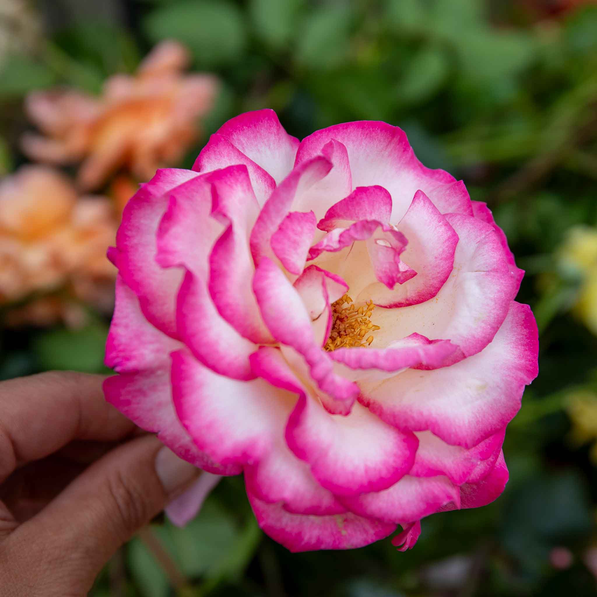 Rose ‘Handel’ (Climbing Rose) - Image 3