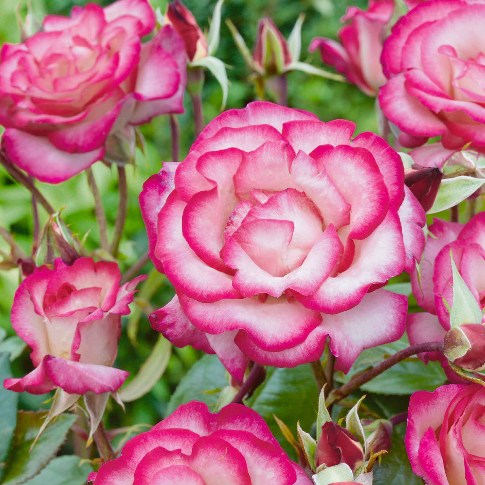 Rose ‘Handel’ (Climbing Rose) - Image 6