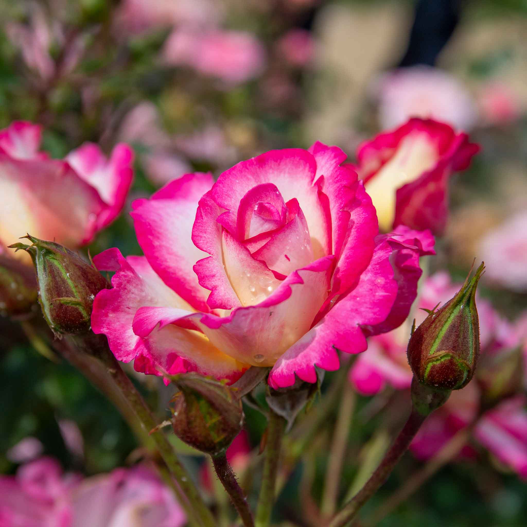 Rose ‘Handel’ (Climbing Rose) - Image 7