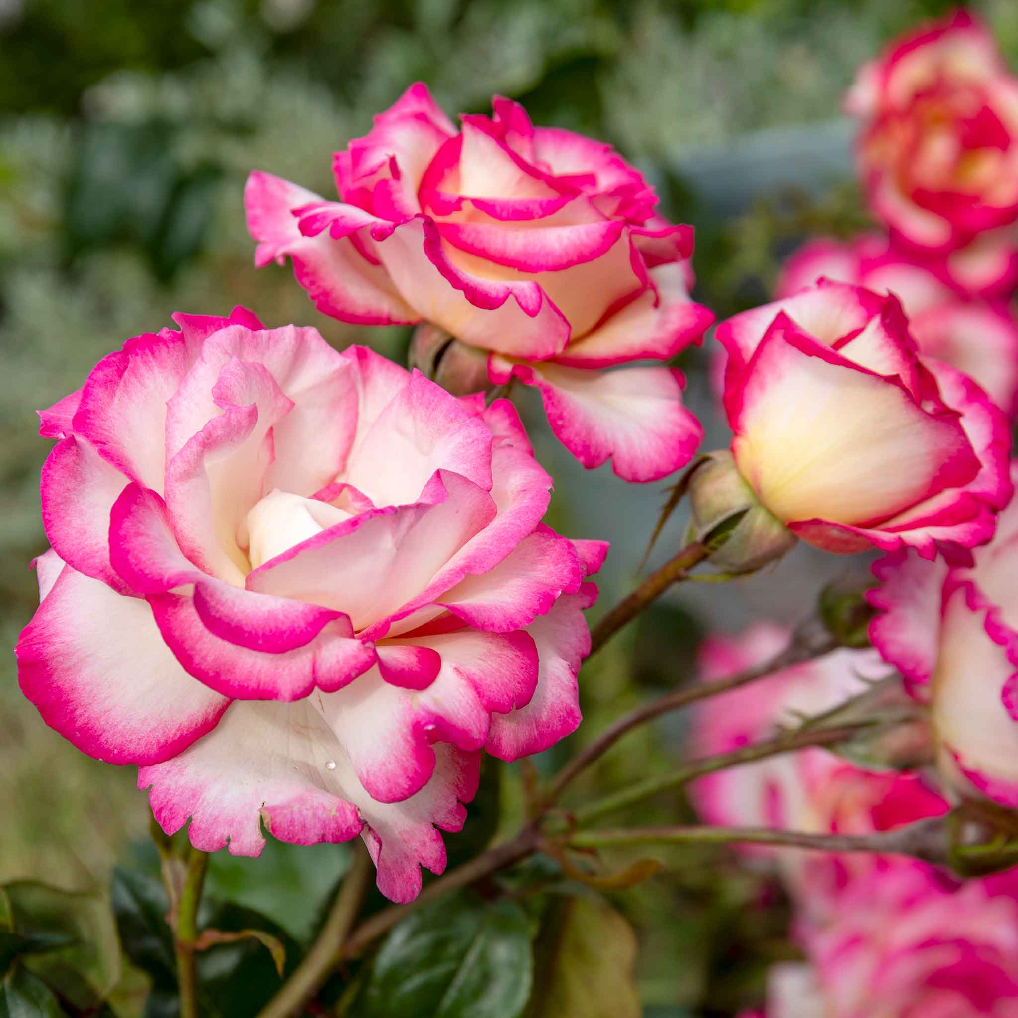 Rose ‘Handel’ (Climbing Rose) - Image 8