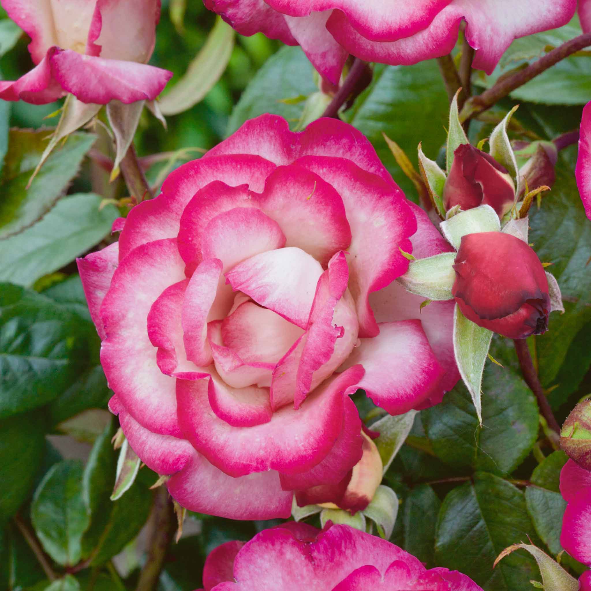 Rose ‘Handel’ (Climbing Rose) - Image 9