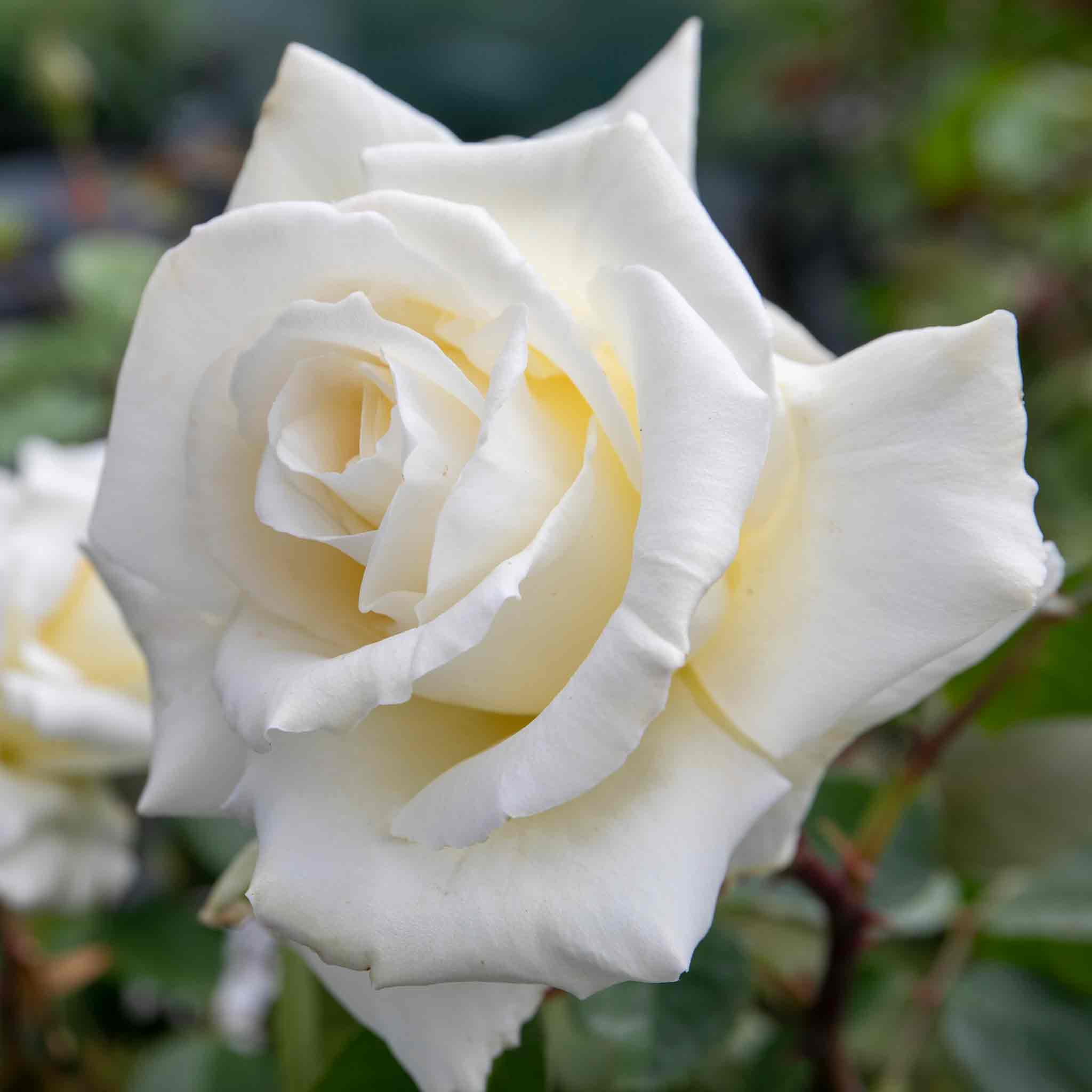 Rose ‘Icecream’ (Hybrid Tea Rose) - Image 3