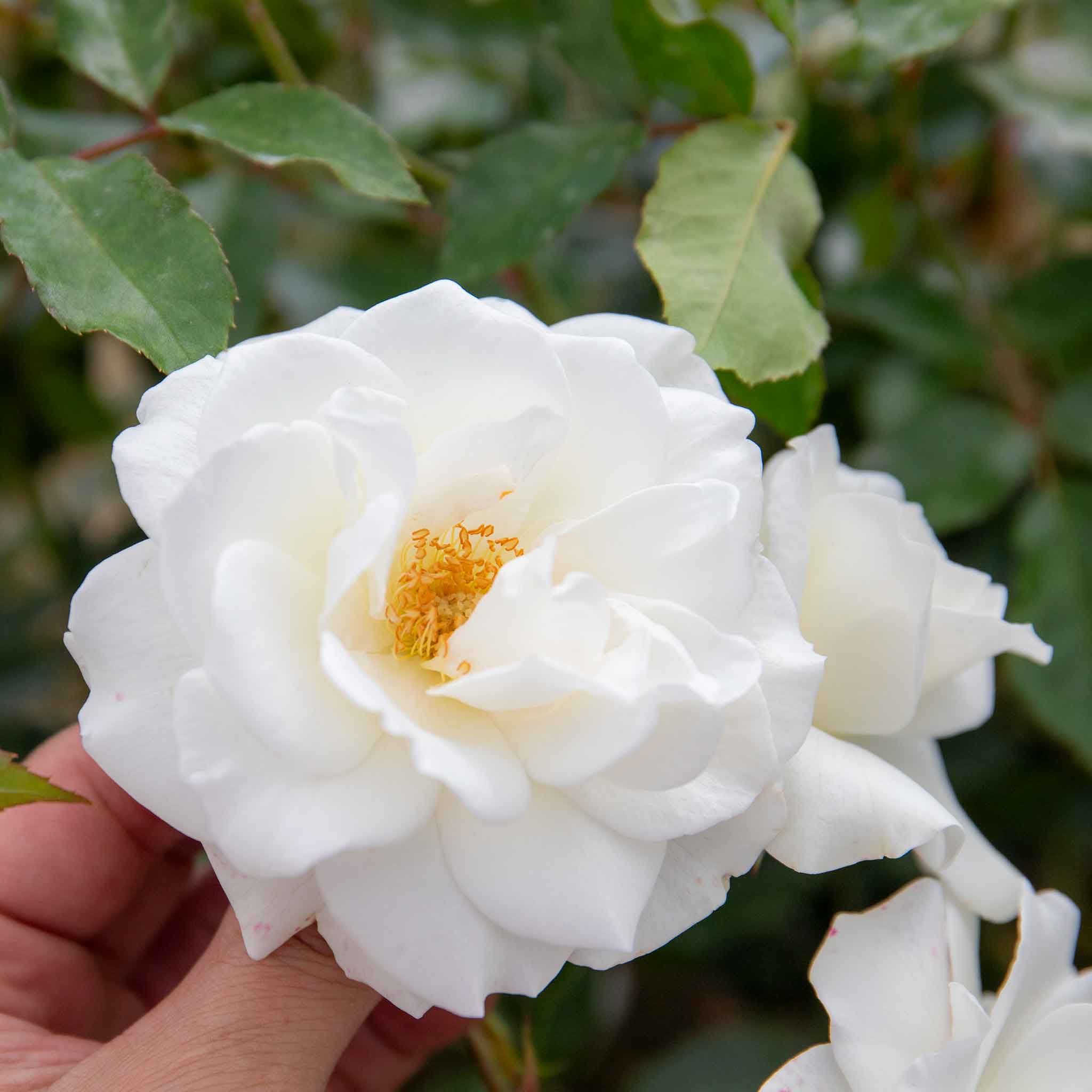 Rose ‘Iceberg’ (Climbing Rose) - Image 3