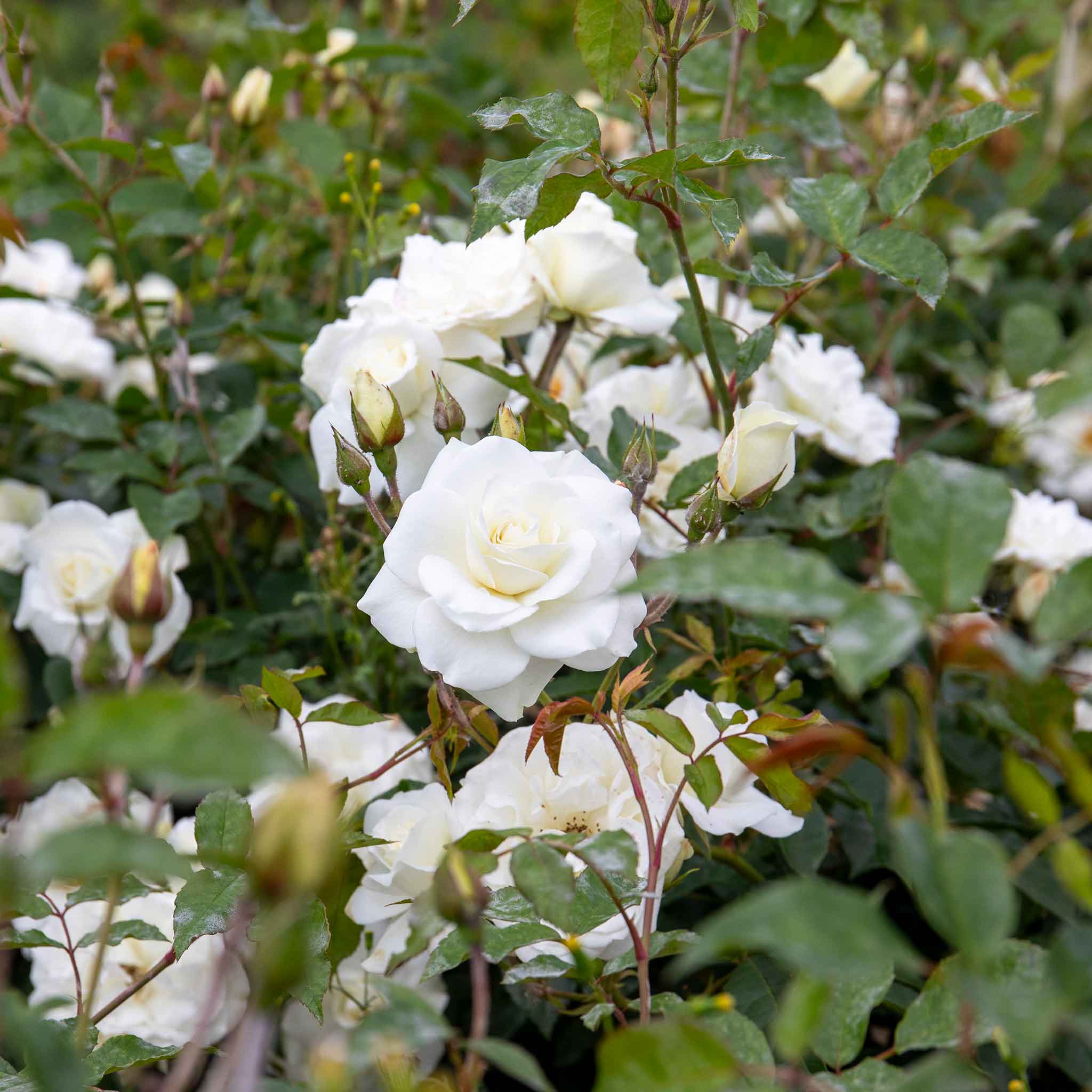 Rose ‘Iceberg’ (Climbing Rose) - Image 4