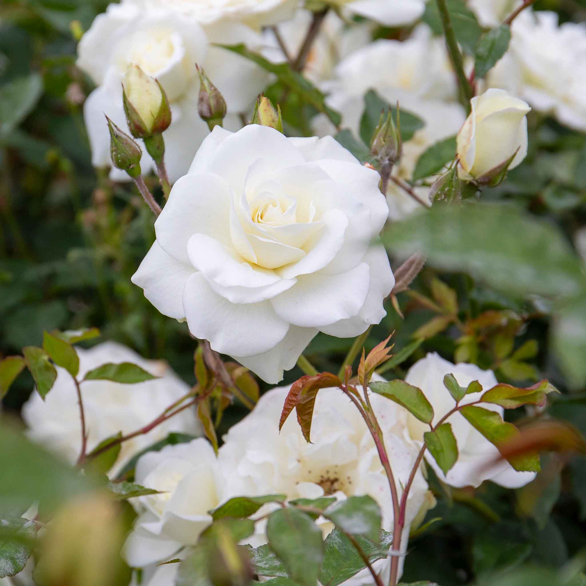Rose ‘Iceberg’ (Climbing Rose) - Image 6