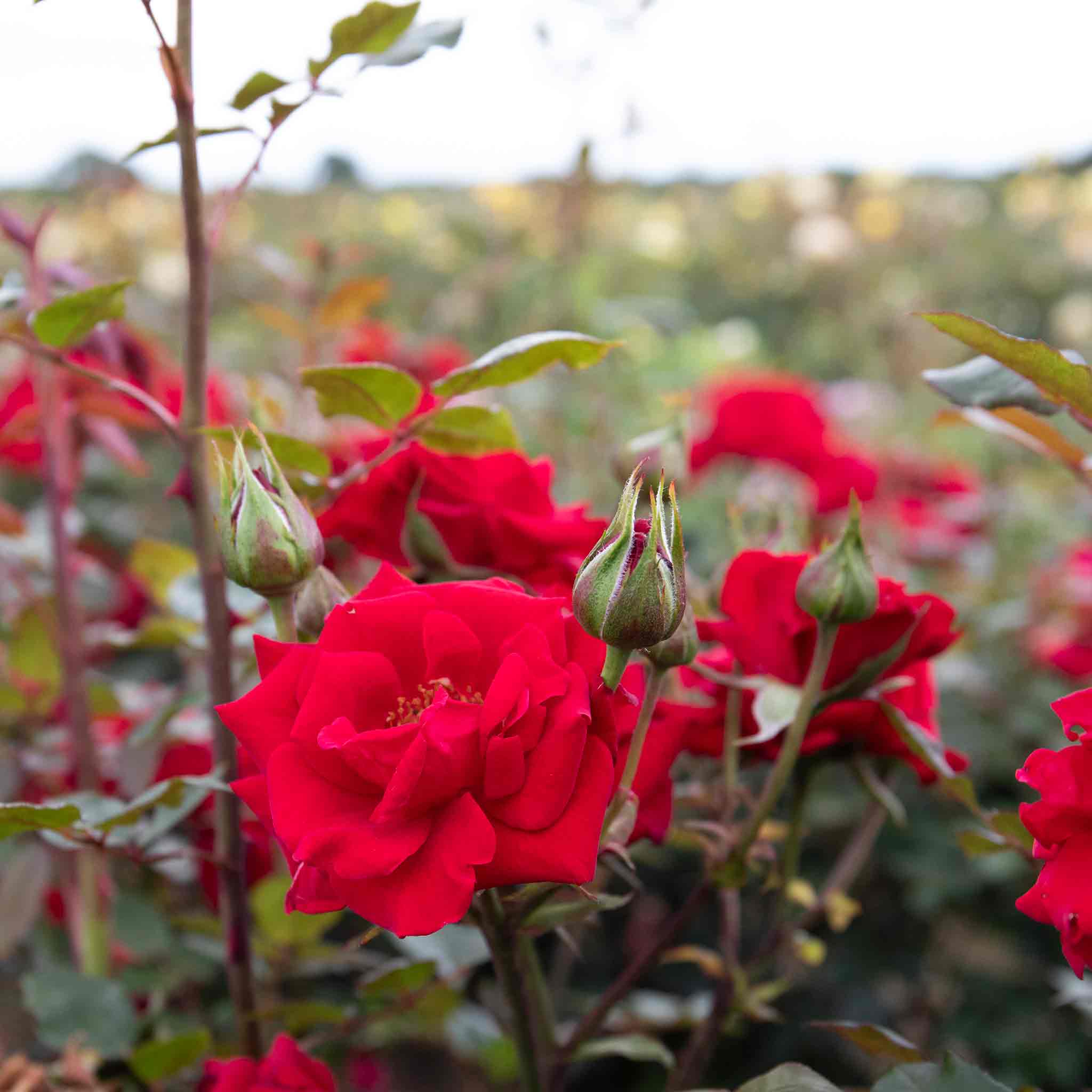 Rose 'Love Knot' - Image 4