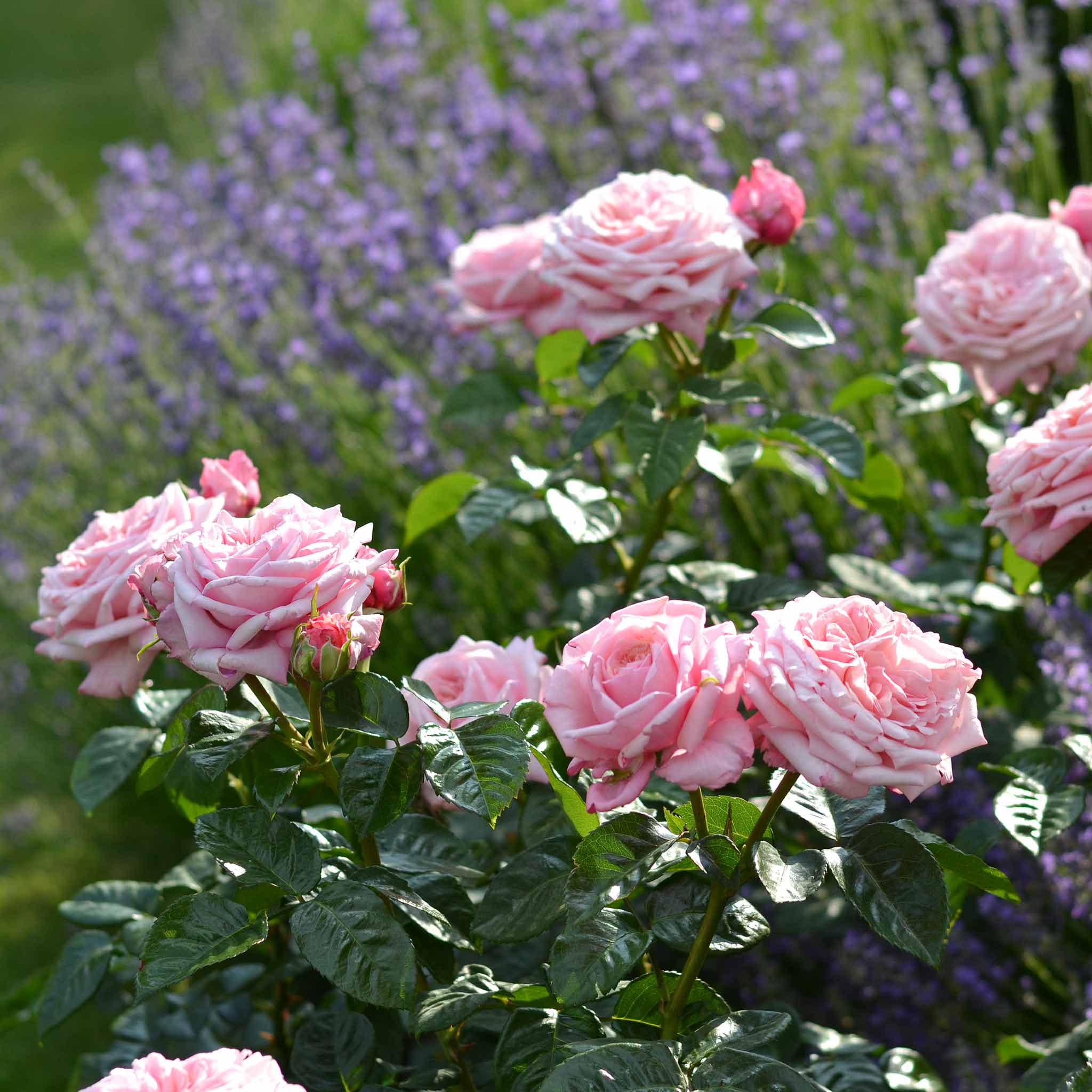 Rose ‘Never Ending Story’ (Hybrid Tea Rose) - Image 2