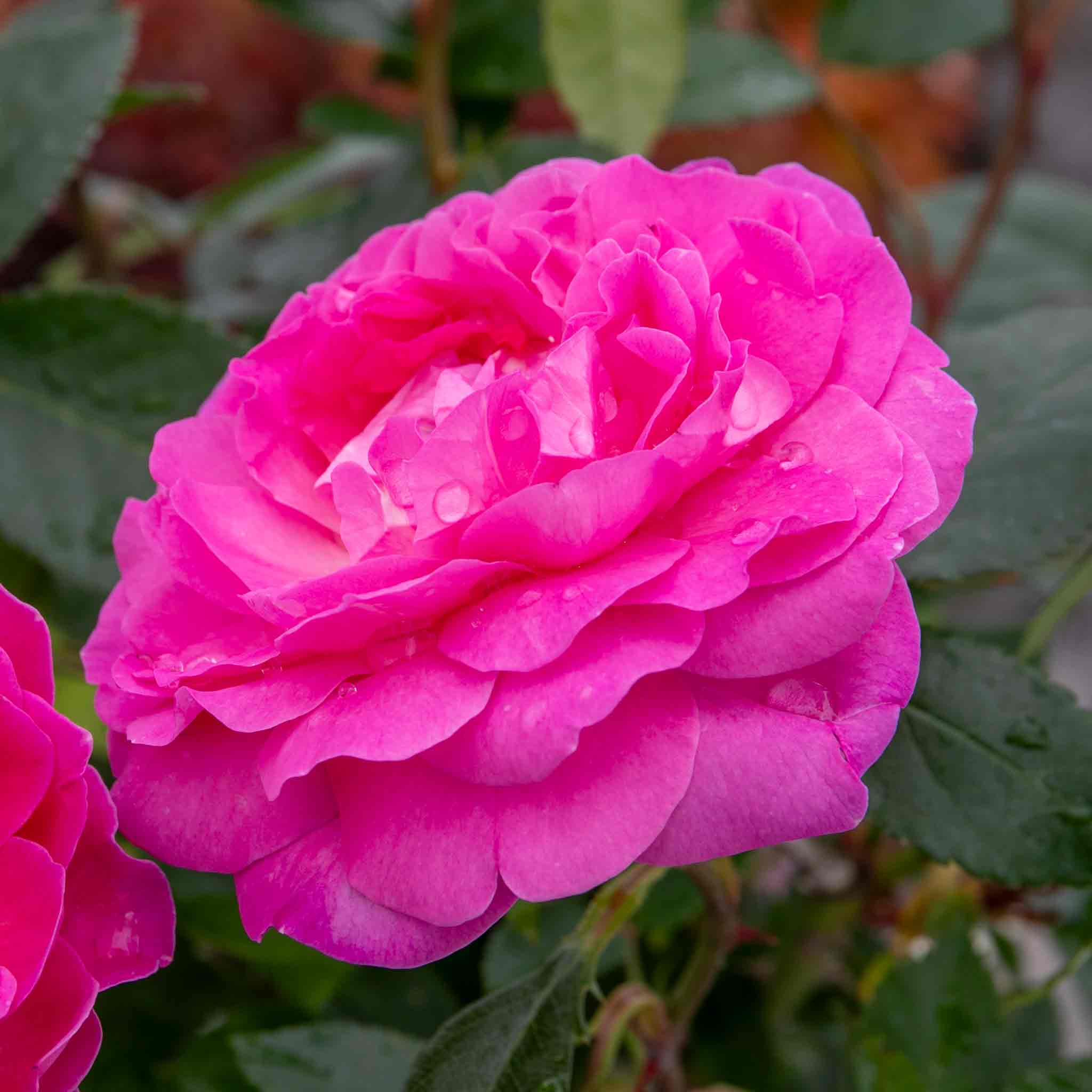 Rose ‘Orchid Romantica’ (Romantica) - Image 10