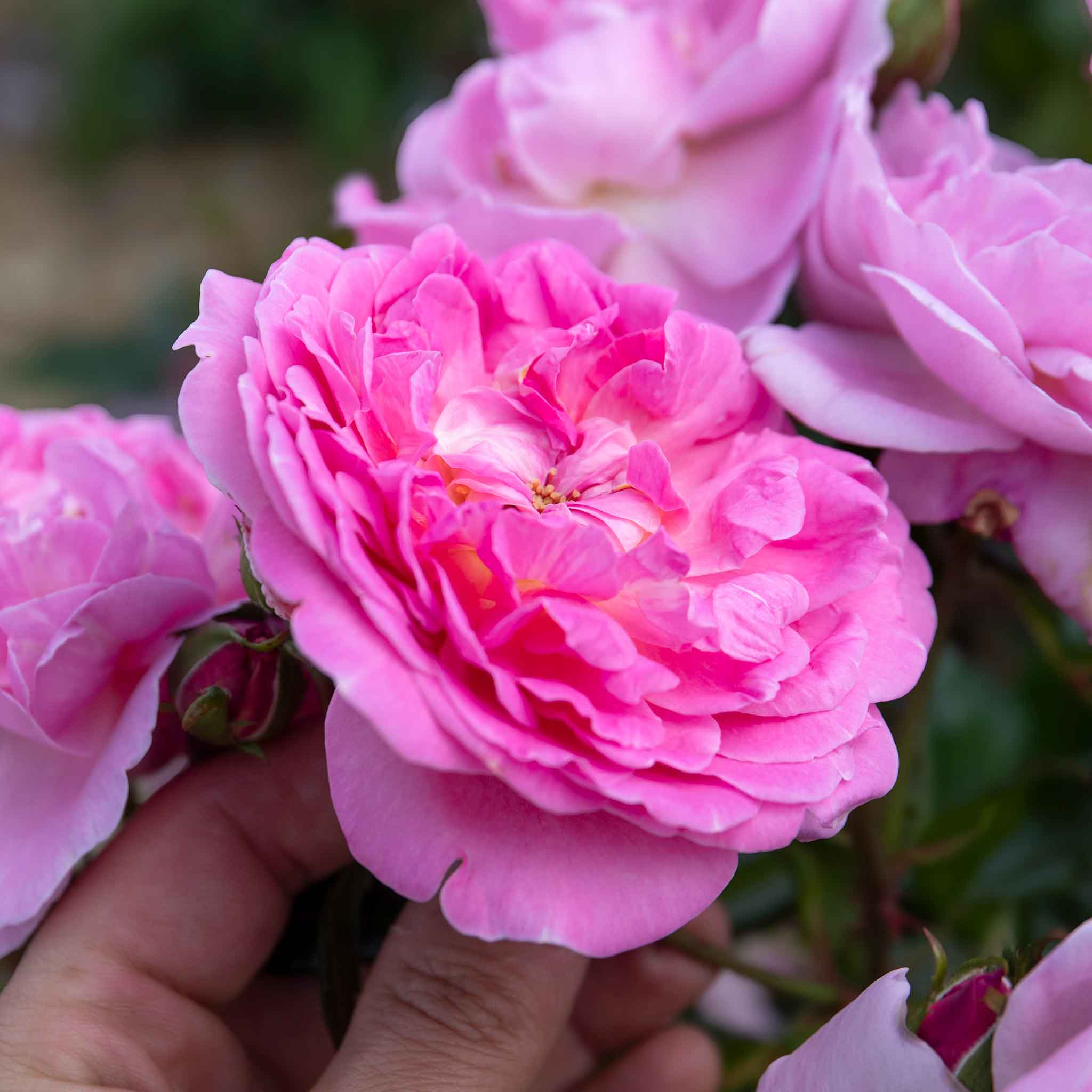 Rose ‘Orchid Romantica’ (Romantica) - Image 3