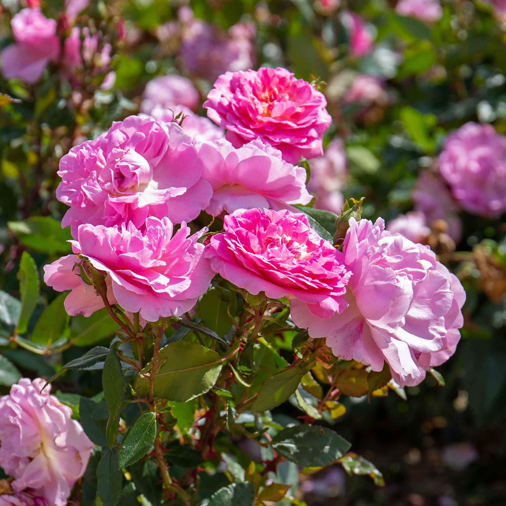Rose ‘Orchid Romantica’ (Romantica) - Image 6
