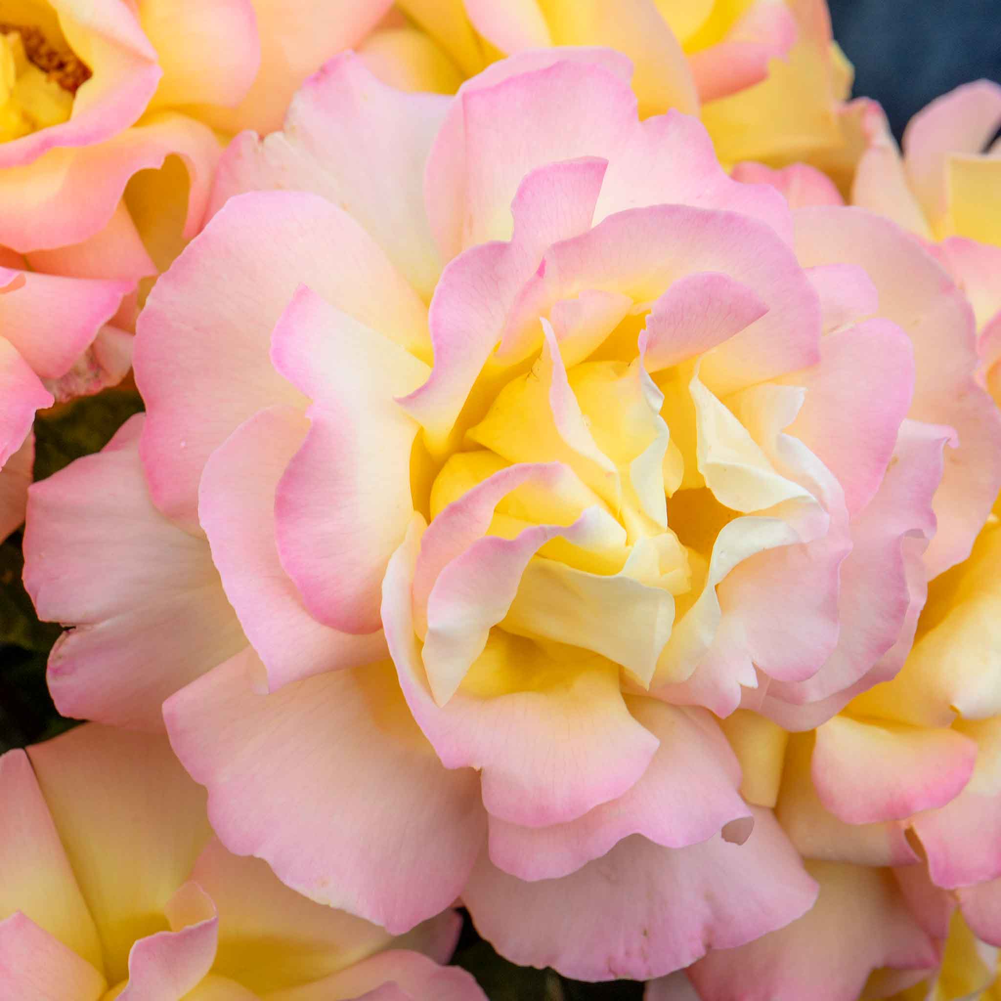 Rose ‘Peace’ (Hybrid Tea Rose) - Image 10